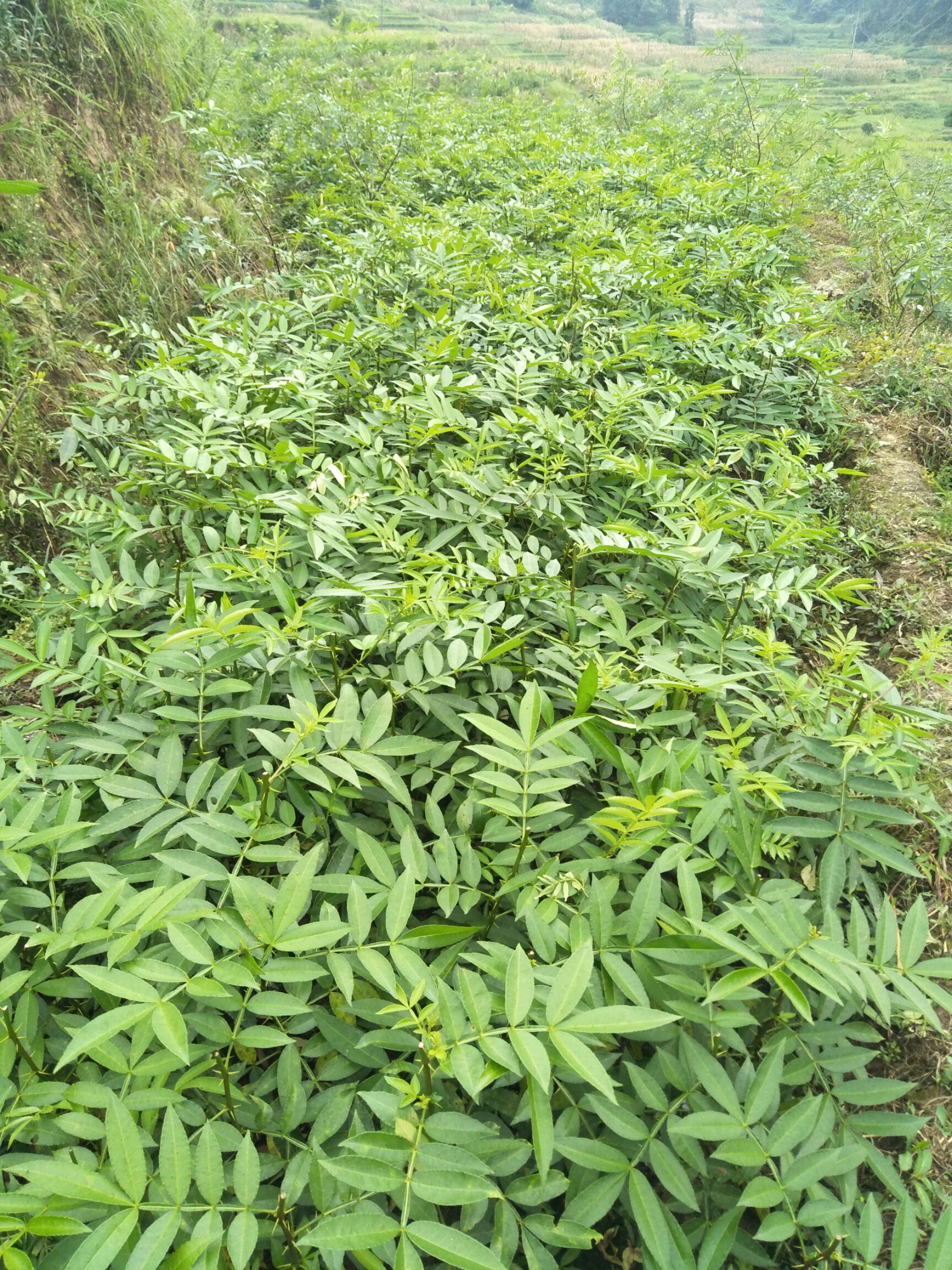 货源地 重庆市重庆市江津区 规格 起批量 价格 九叶青花椒苗