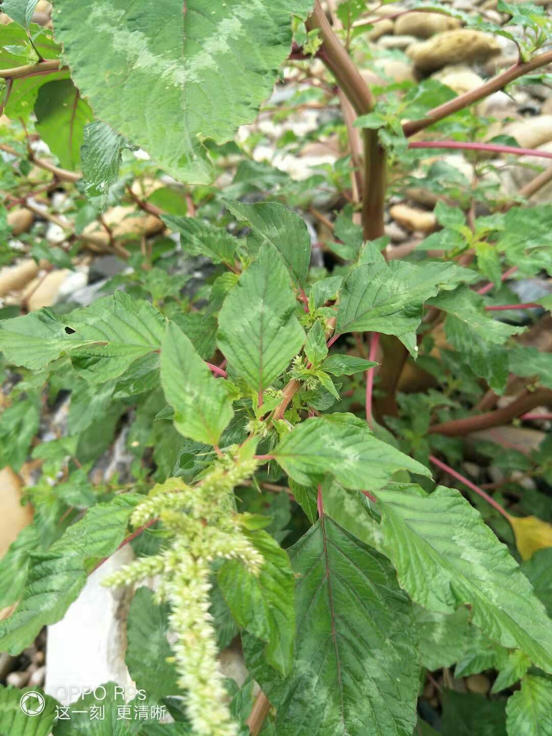 红苋菜 野生刺苋