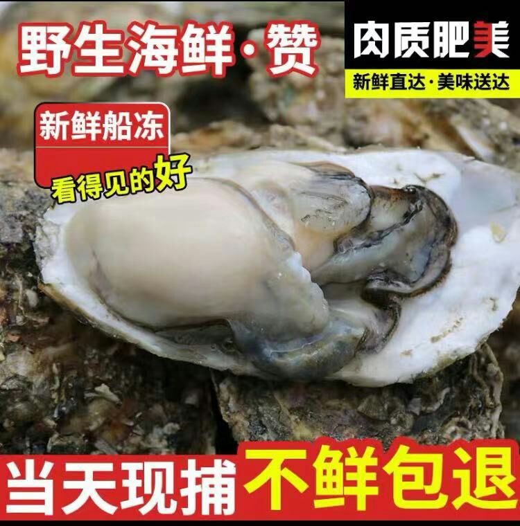 山东乳山牡蛎 乳山生蚝,4-5两大量有货,产地直发,冷链直达.