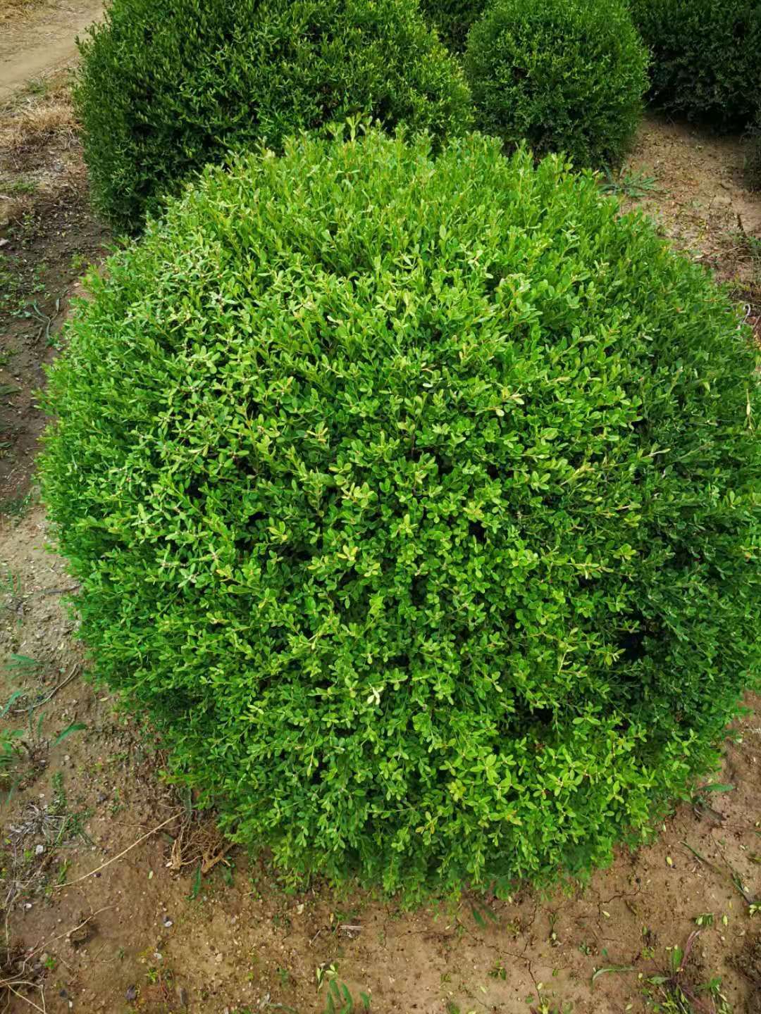 黄杨球 