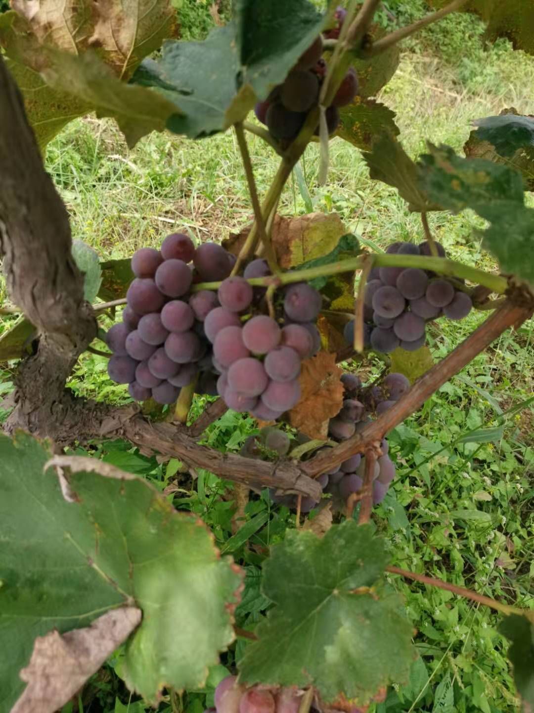 蜜汁葡萄