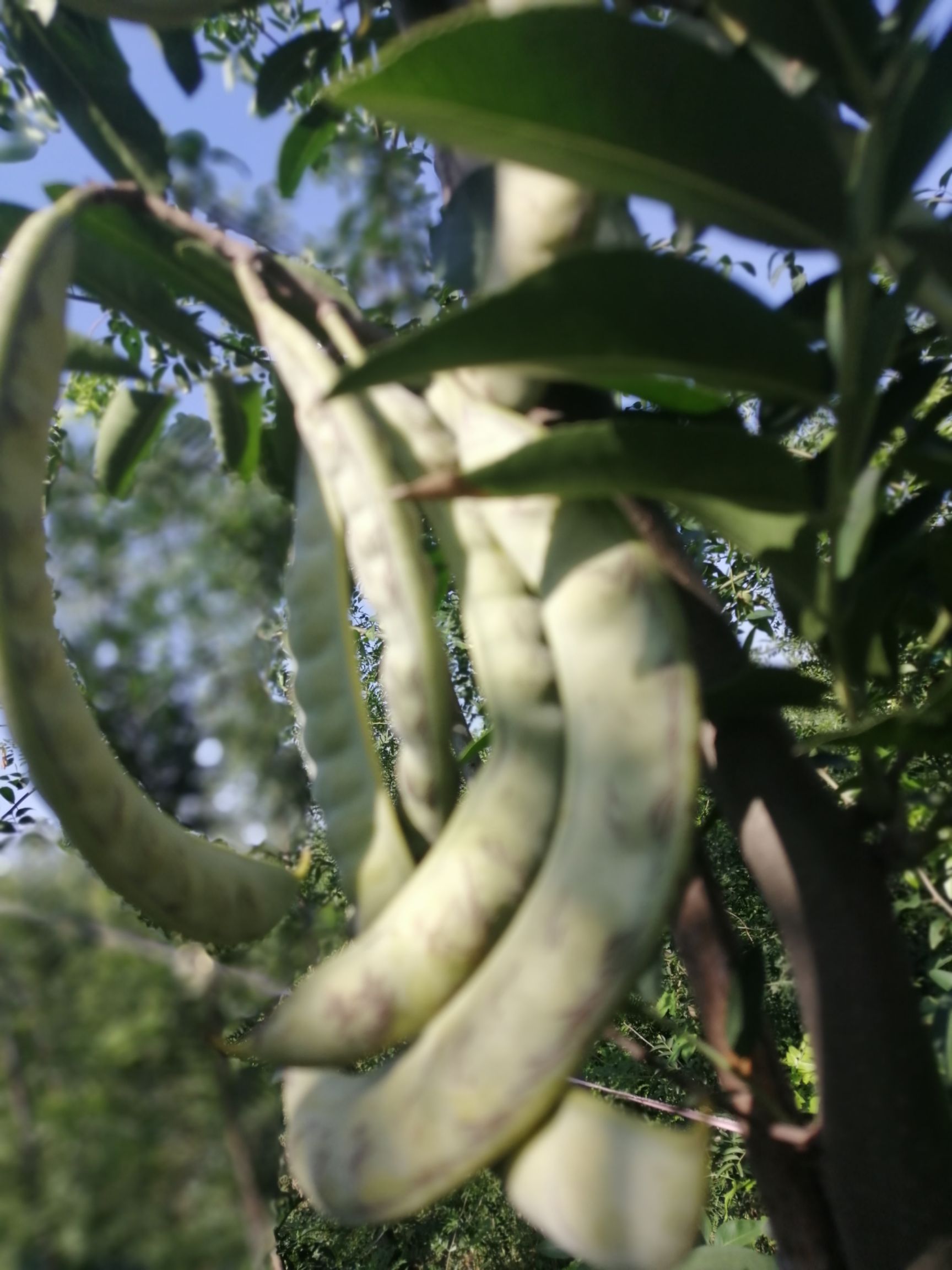 大皂角树皂角果王从定植至接皂莱三年特点丰产
