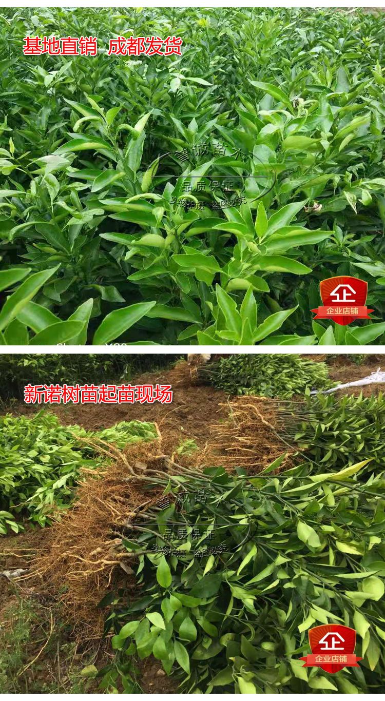 [沃柑苗批发]沃柑苗 096新诺沃柑柑橘苗,新诺柑橘苗新诺沃柑树苗四川