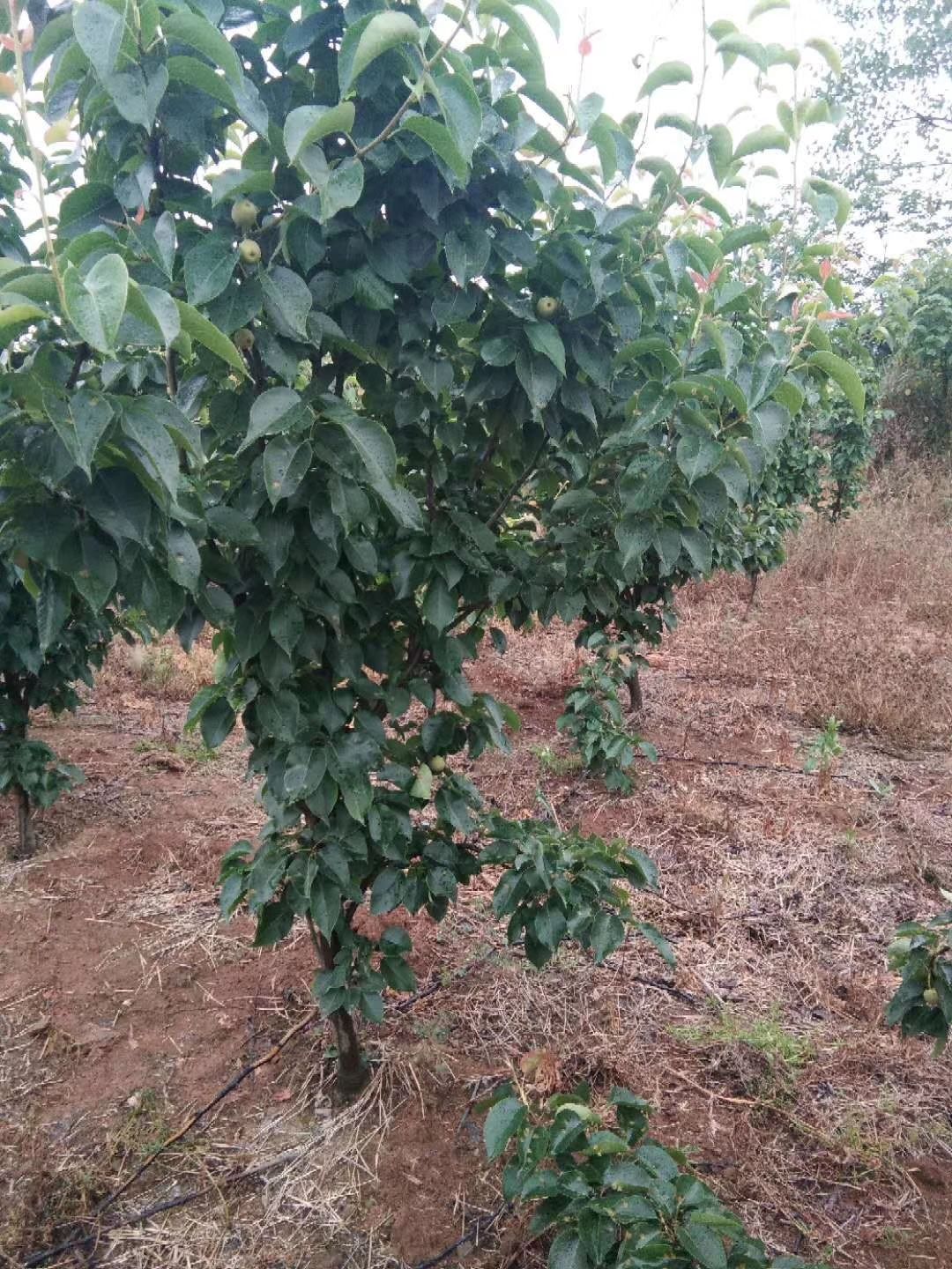 梨树苗 嫁接梨树树苗南北方种植新品种早酥红梨砀山梨当年结果全国