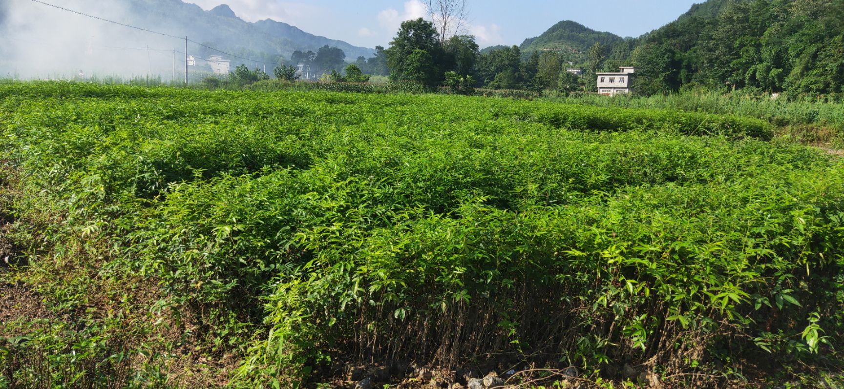 大量供应大小青花椒,红花椒苗