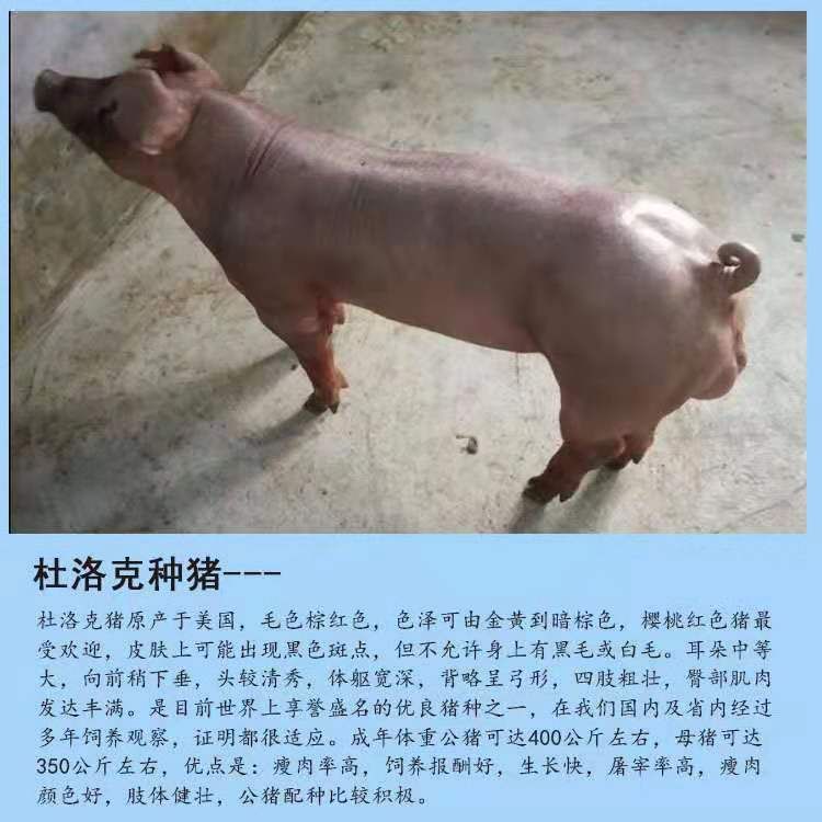 比系杜洛克公猪