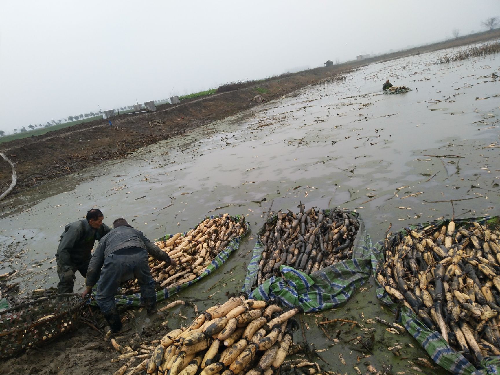 塘藕 正宗洪湖汤藕,每天货源稳定风雨无阻.