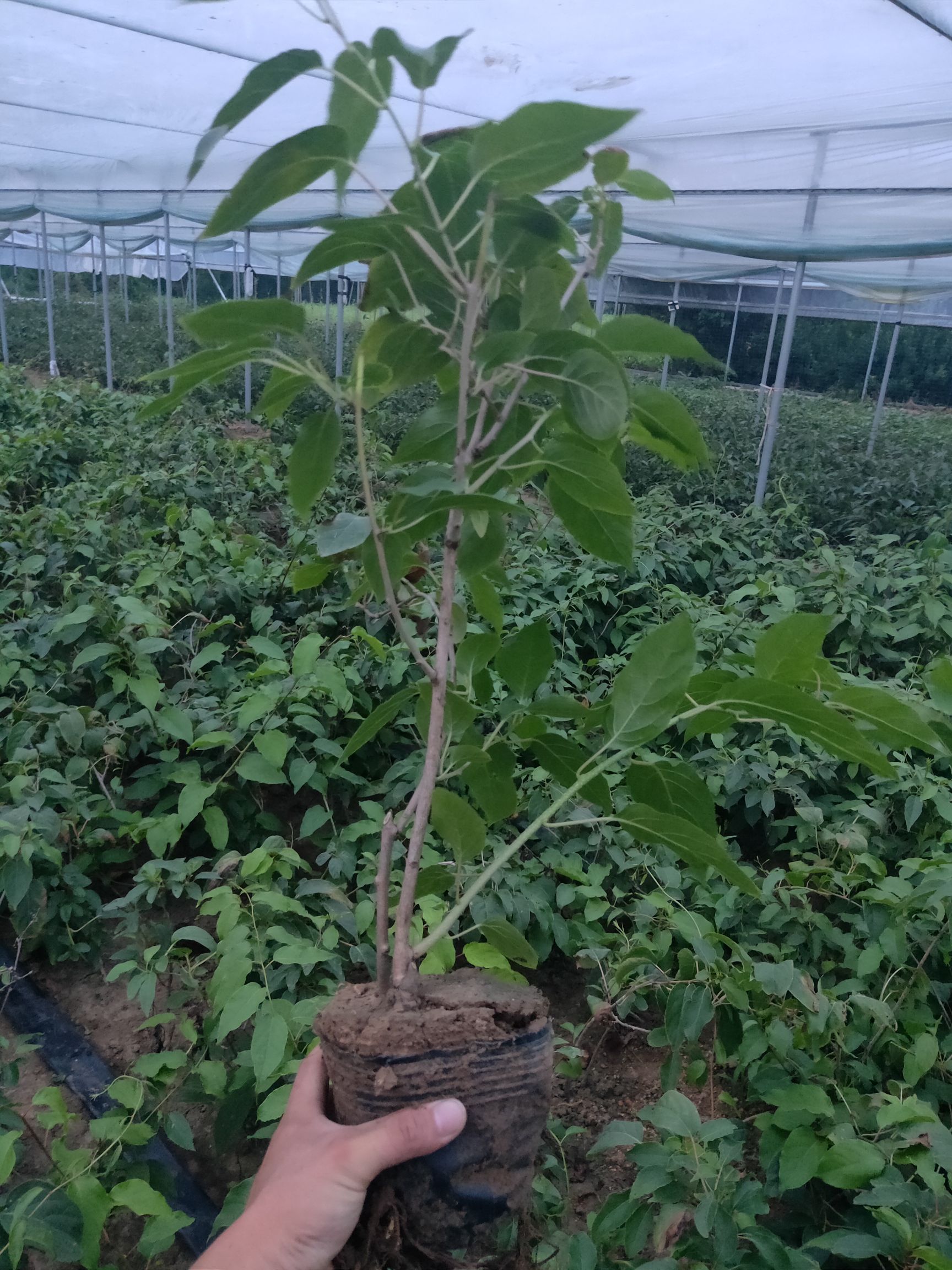 自花授粉软枣猕猴桃苗树果苗北南方种植当年结果室内庭院四季果