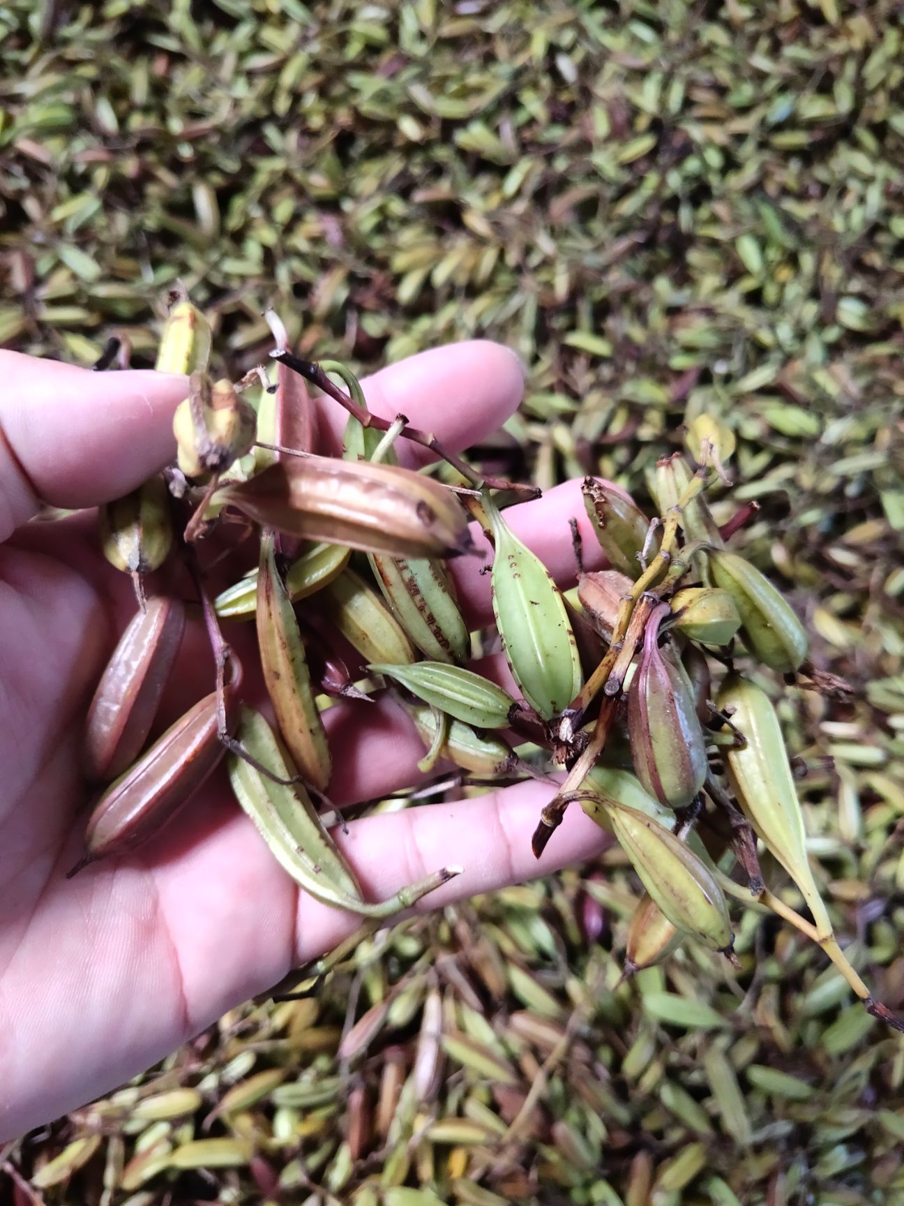 安徽池州贵池区 紫花三叉白芨果荚蒴果白芨种子白芨种茎巨茎大白芨果