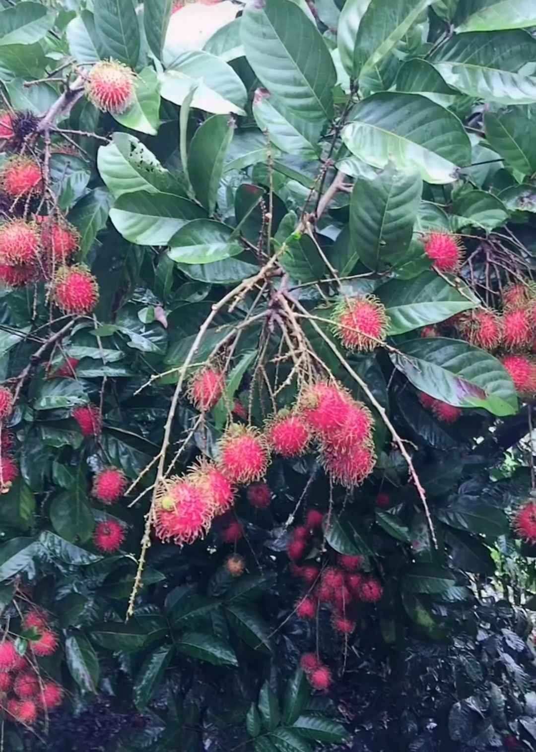 红毛丹树苗 红毛丹,国外引进品种,生长快速管理轻松,种植次年结果