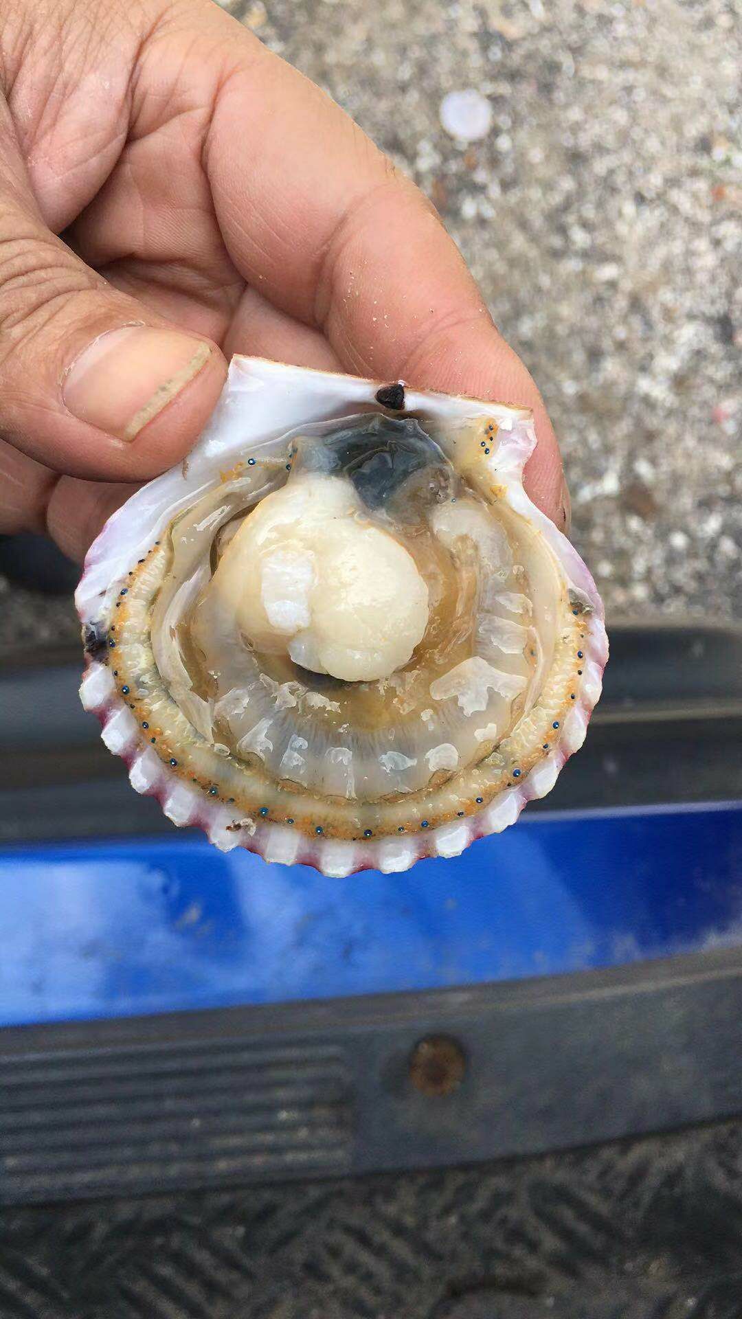 扇贝 红贝【海湾贝港湾贝】