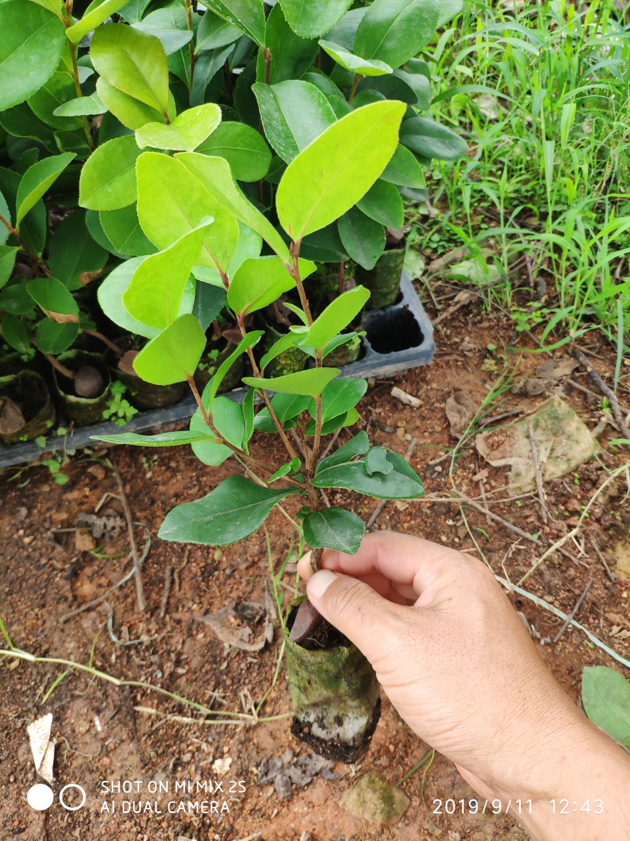 芩软3号油茶油茶苗软枝23号实生油茶杯苗纯3号嫁接油茶苗湘林104嫁接