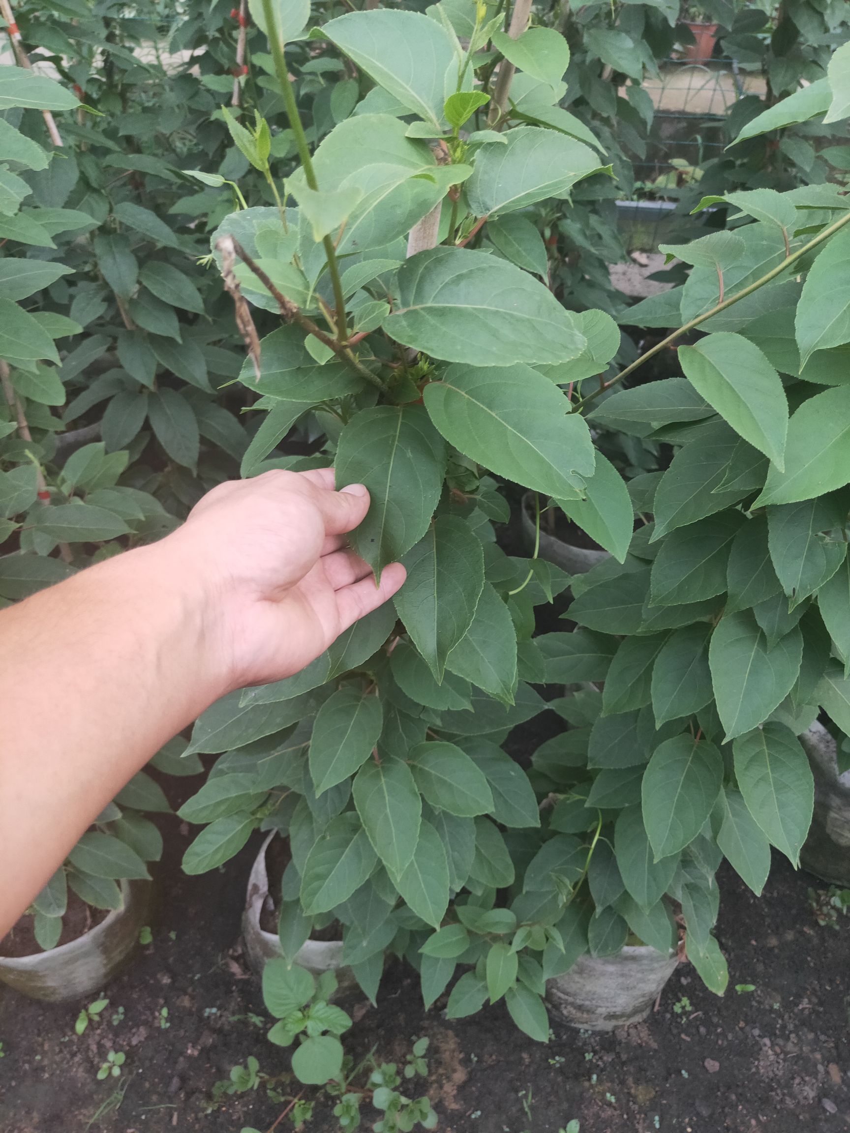 自花授粉软枣猕猴桃苗树果苗北南方种植当年结果室内庭院四季果