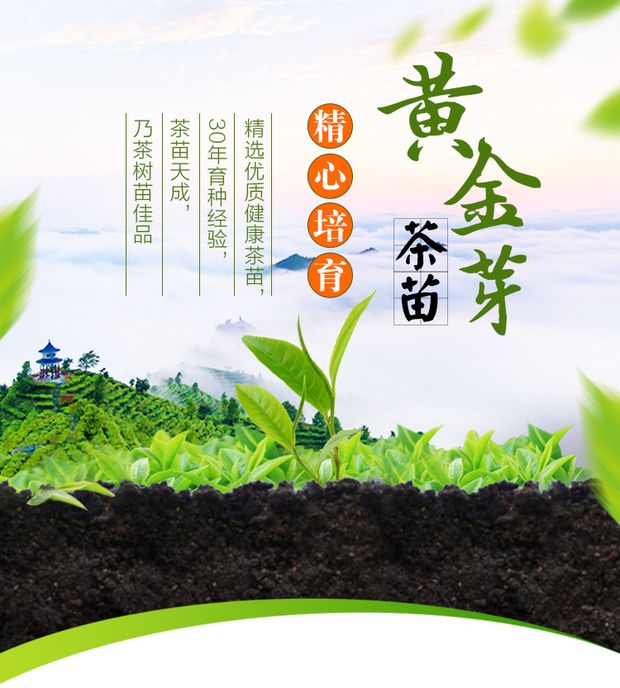 黄金芽茶树苗福建茶苗基地安吉品种厂家货源直销量大从优