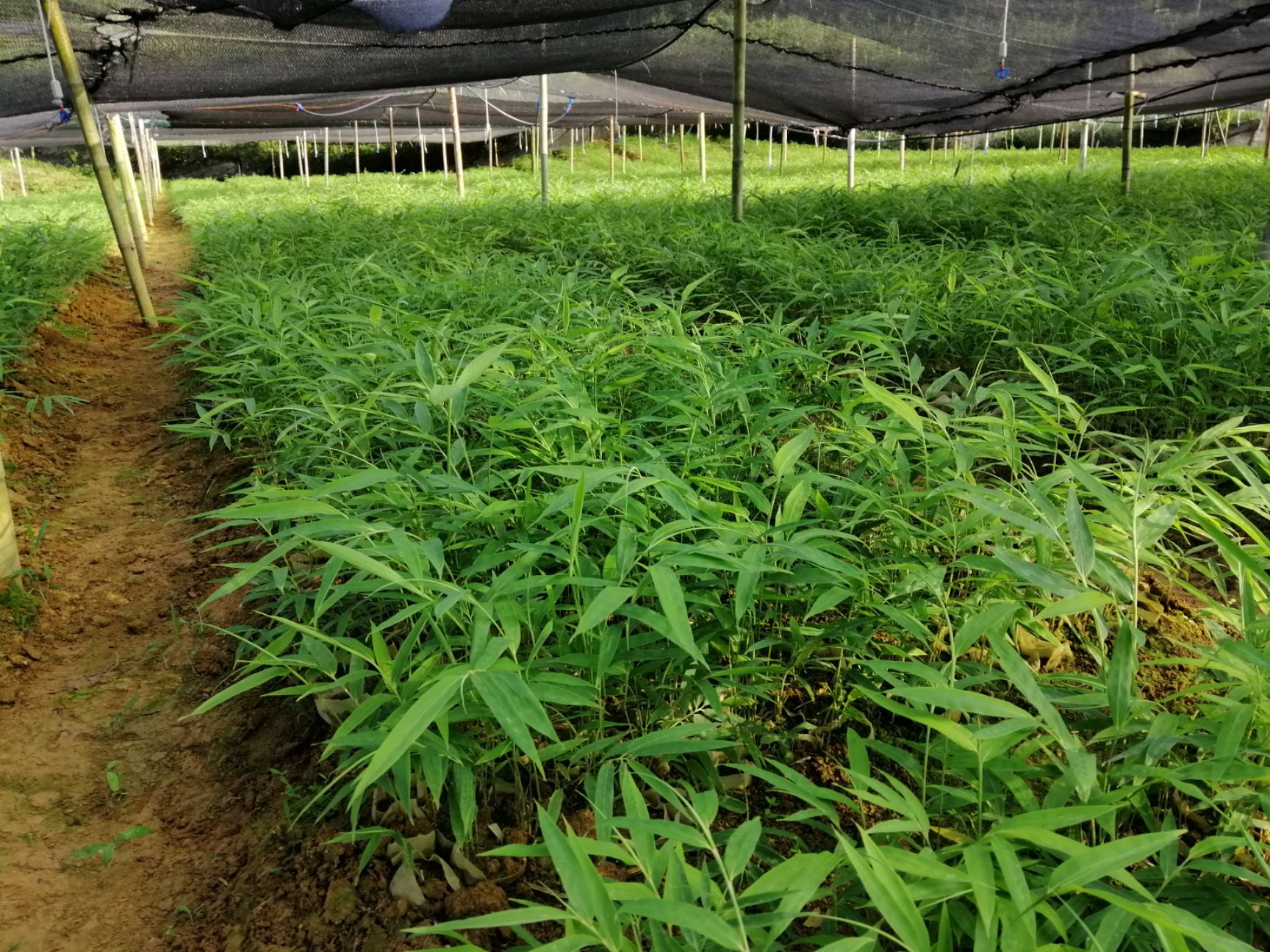 金佛山方竹苗