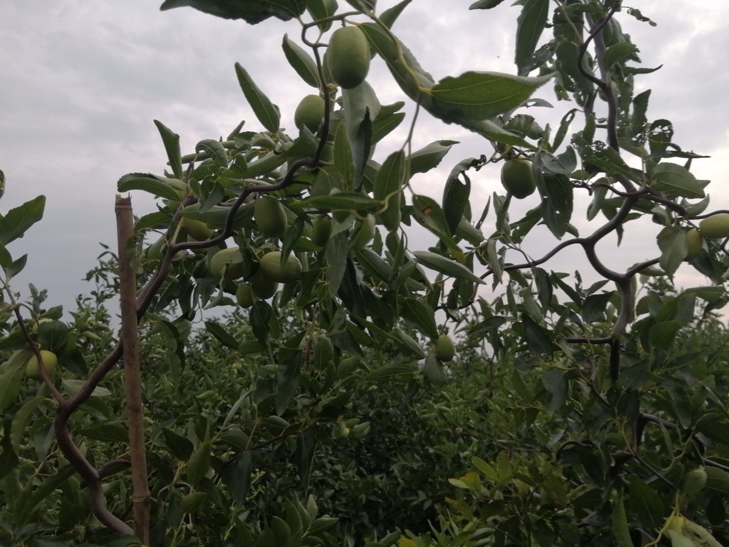 龙爪枣树苗 龙枣枣苗 观赏盆栽庭院 果树苗