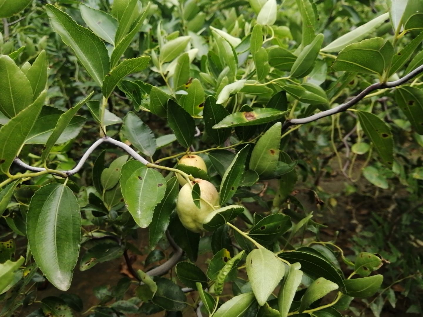 龙爪枣树苗 龙枣枣苗 观赏盆栽庭院 果树苗