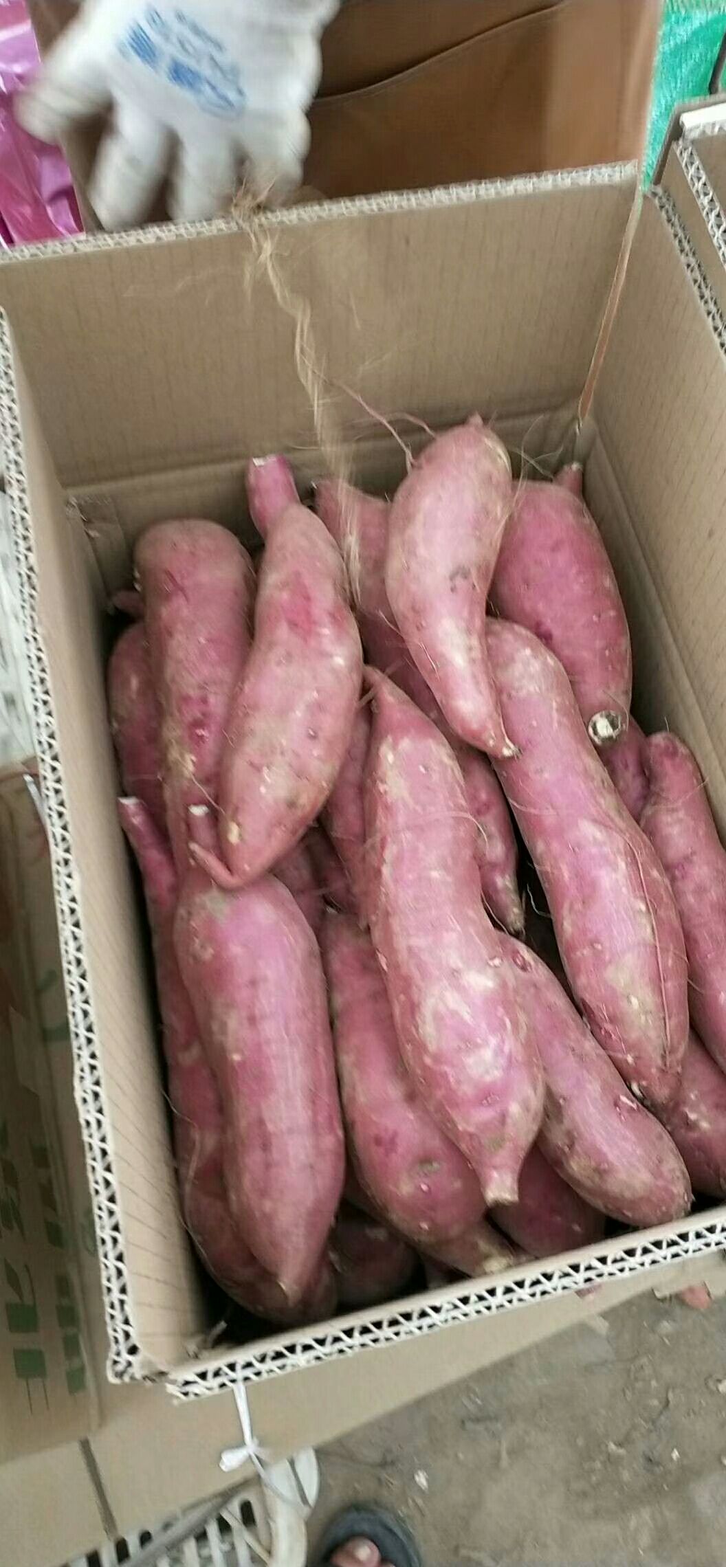 [沙地红薯批发]沙地红薯 济薯26价格1元/斤 - 惠农网