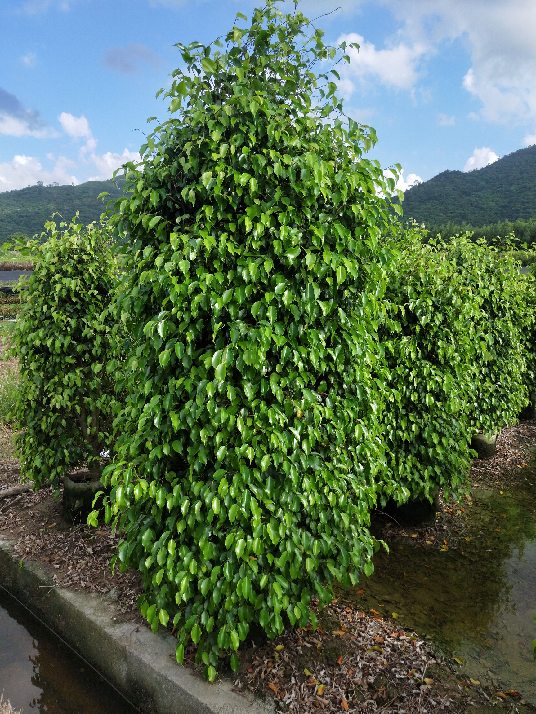 垂叶榕柱153米高现货供应