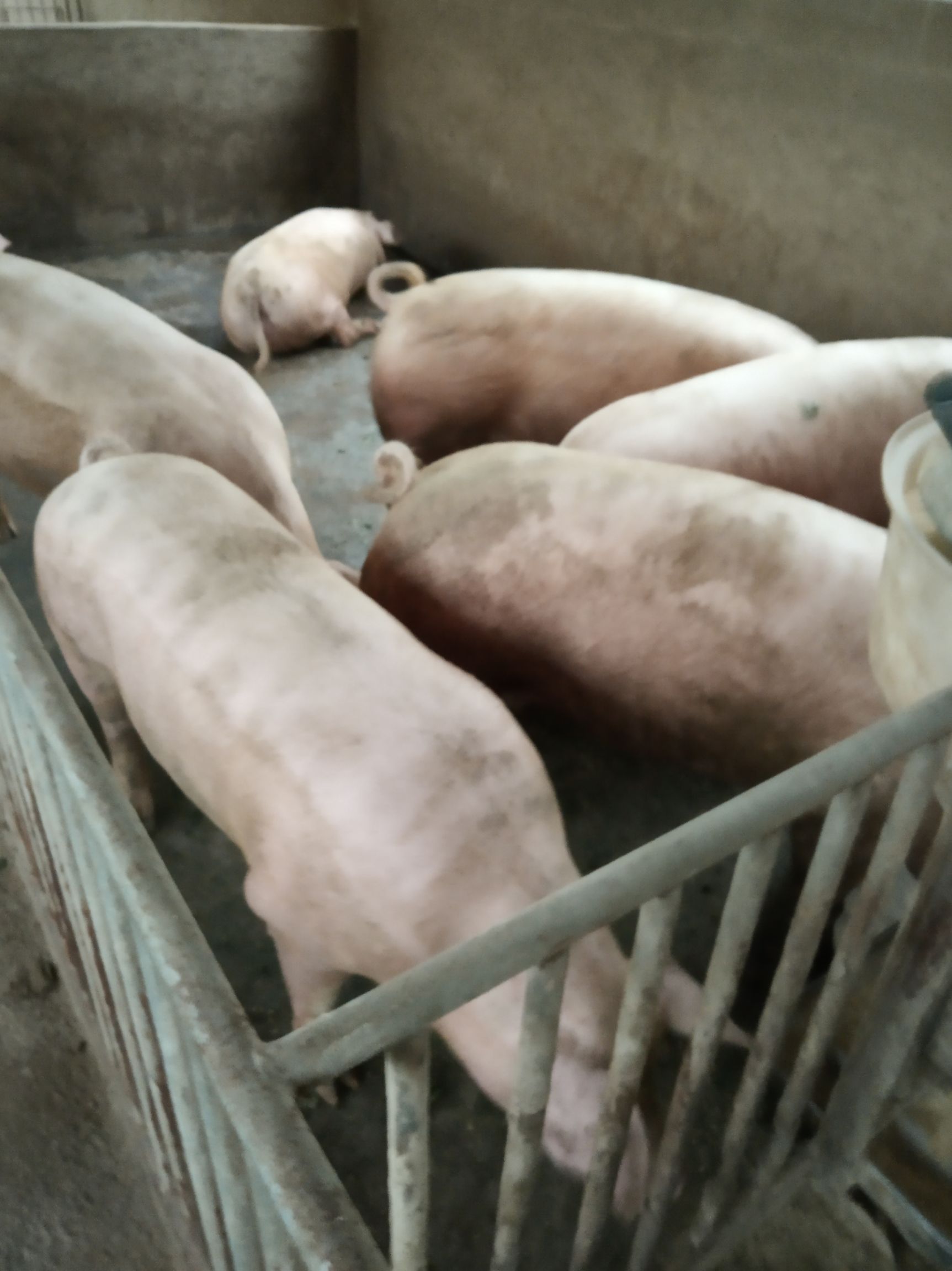 三元猪长期出售300斤肥猎