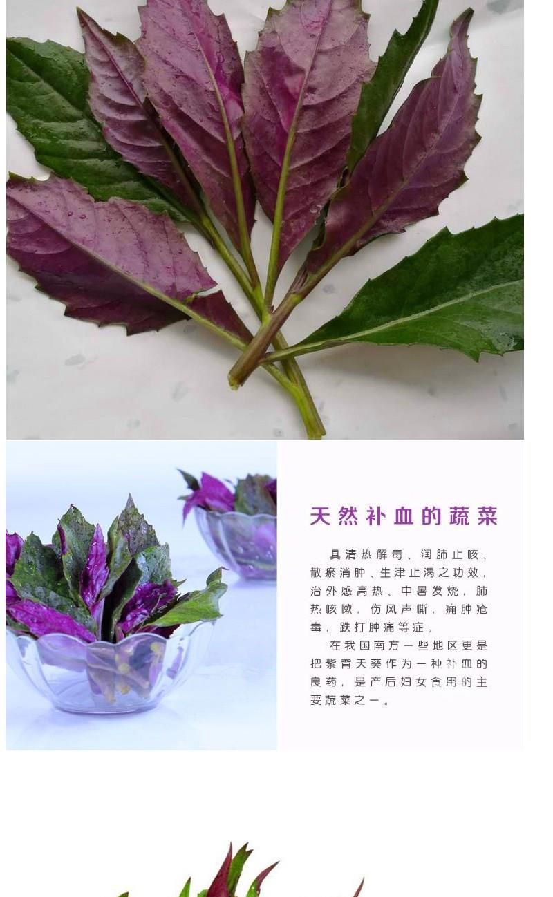紫背菜种子天然补血紫背菜种子600粒原厂彩色包装包邮