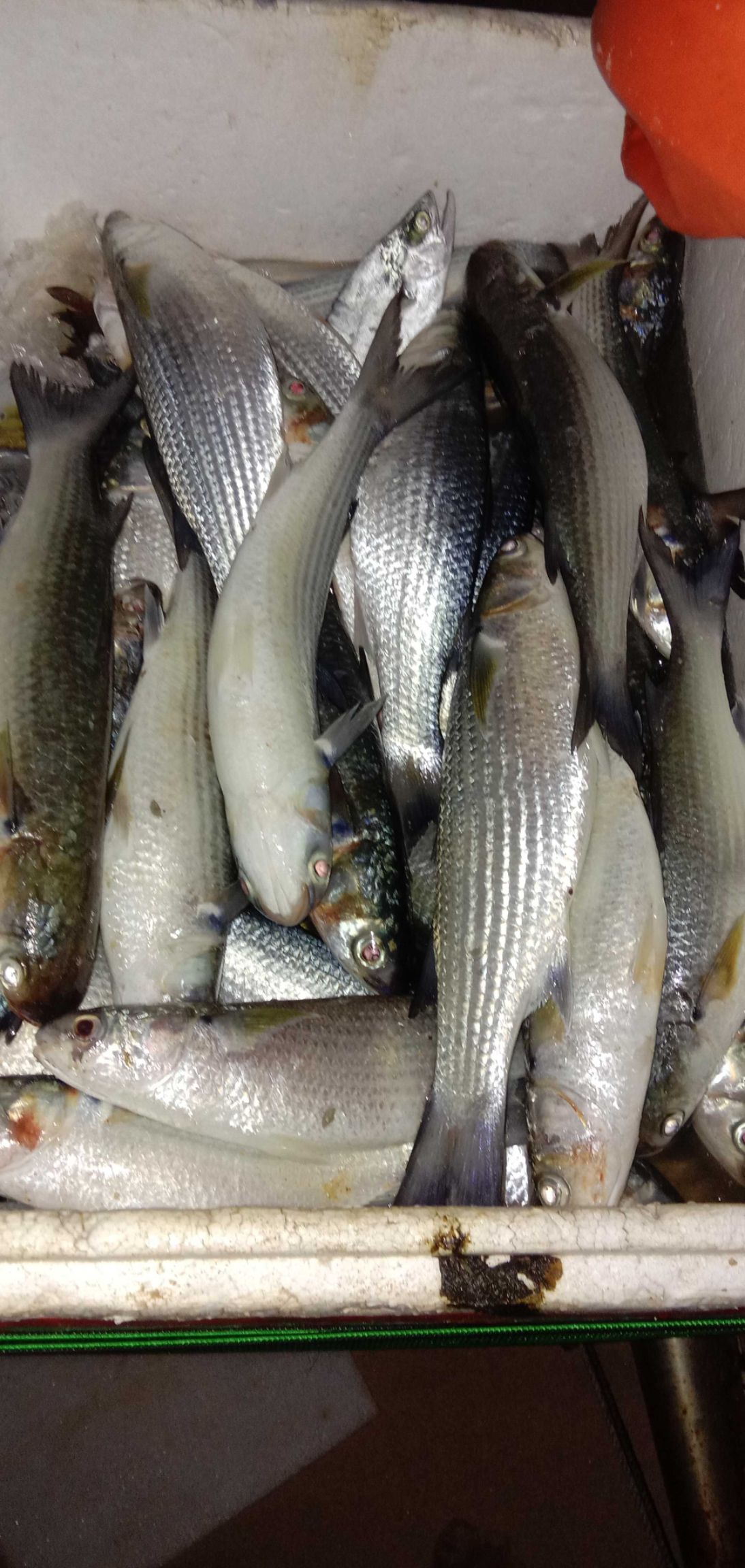 [乌鱼苗批发] 乌鲻鱼苗价格0.2元\/尾 10000尾起