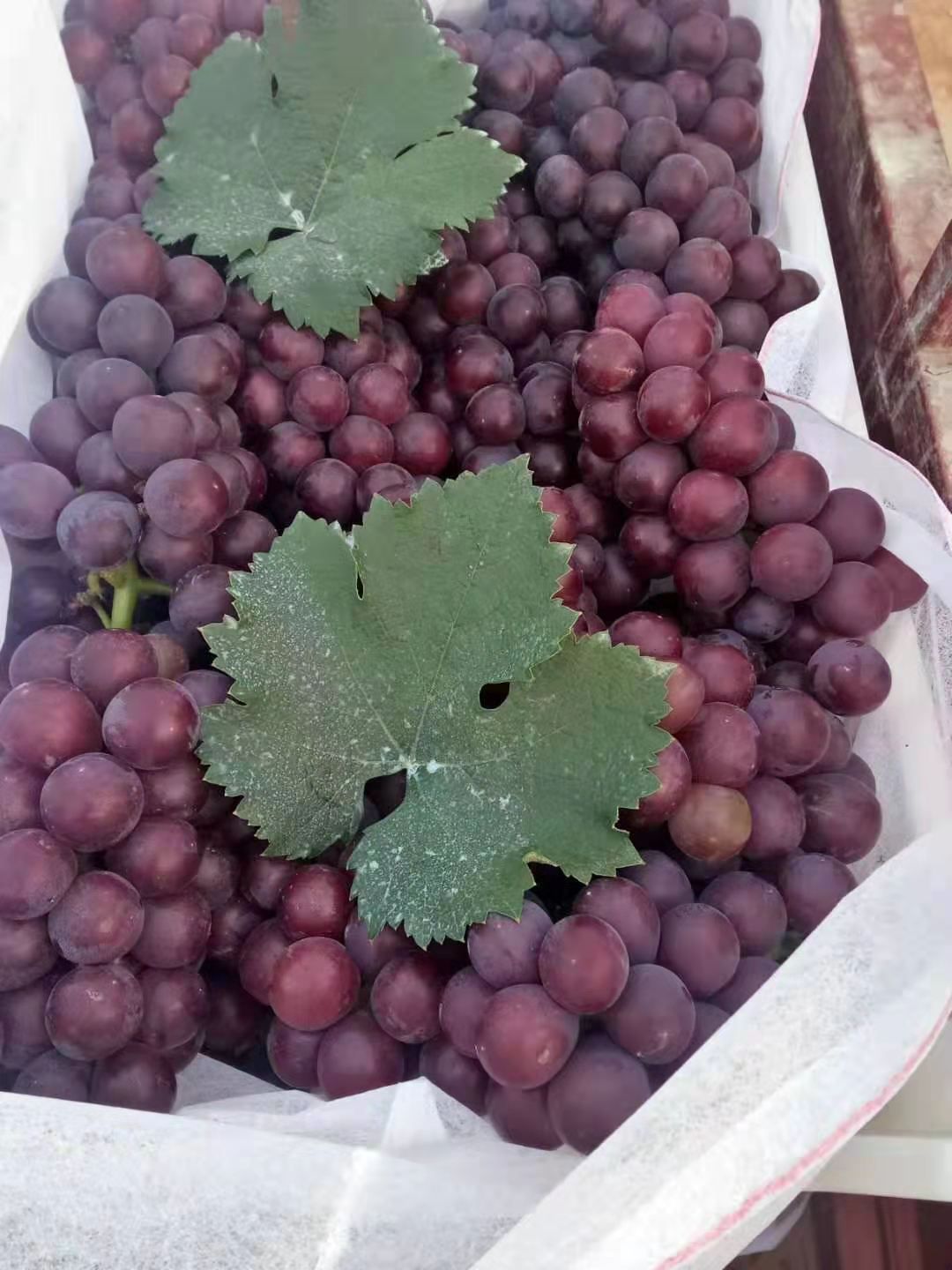 葡萄,巨峰葡萄,粒大,.无烂果,口感好,甜.