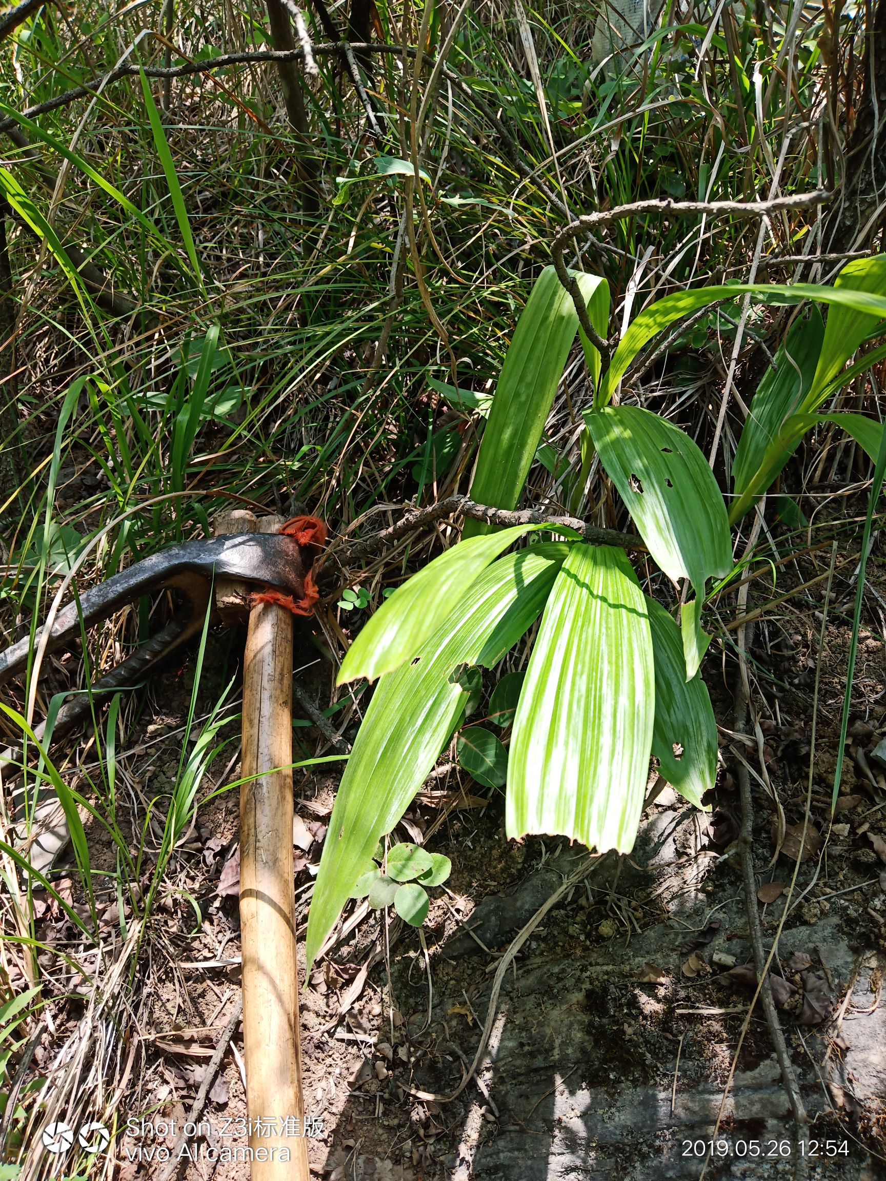 [紫花白芨苗批发] 生白芨苗价格0.8元/株 - 惠农网