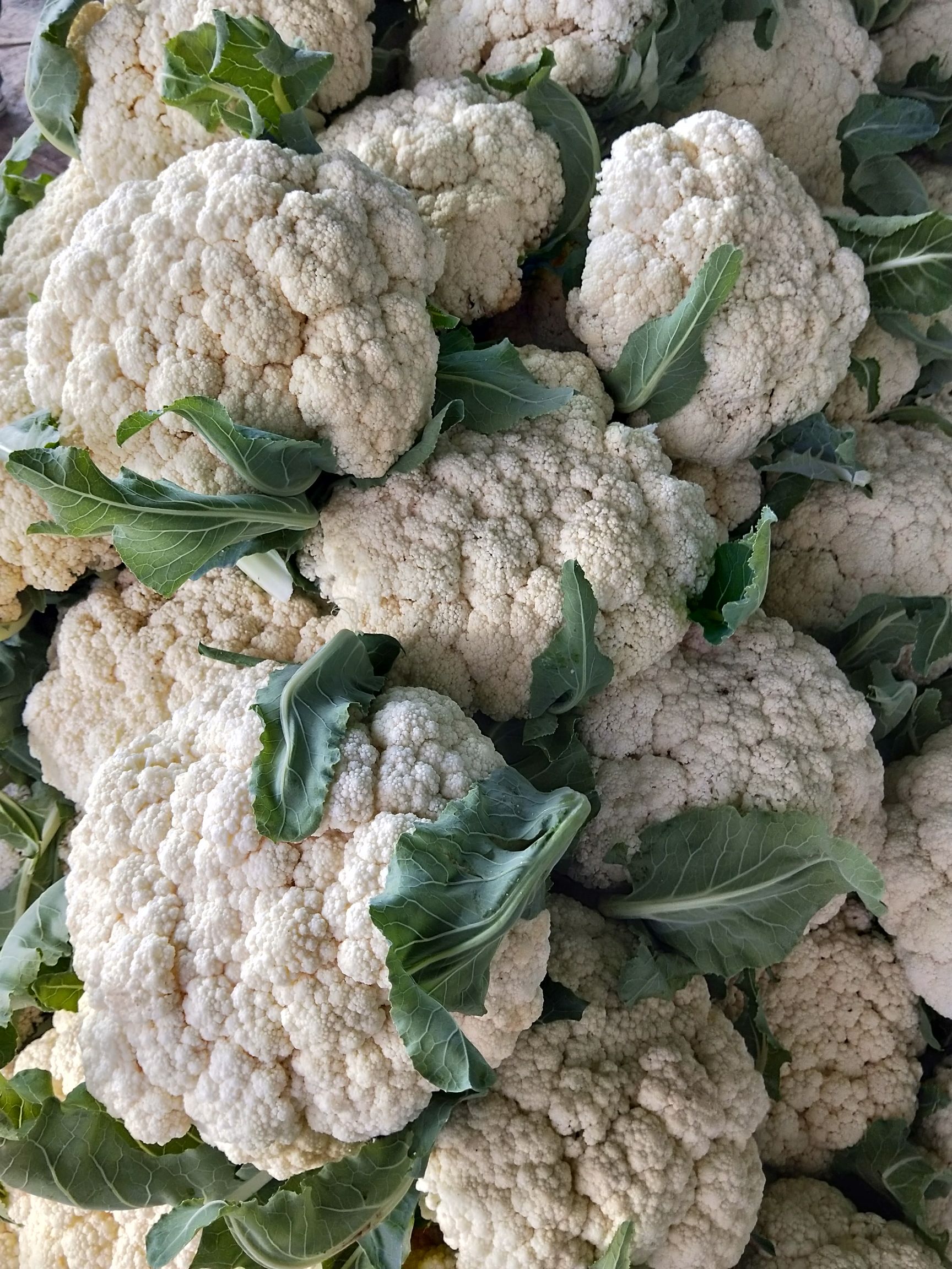 有机花菜 有机花大量上市中