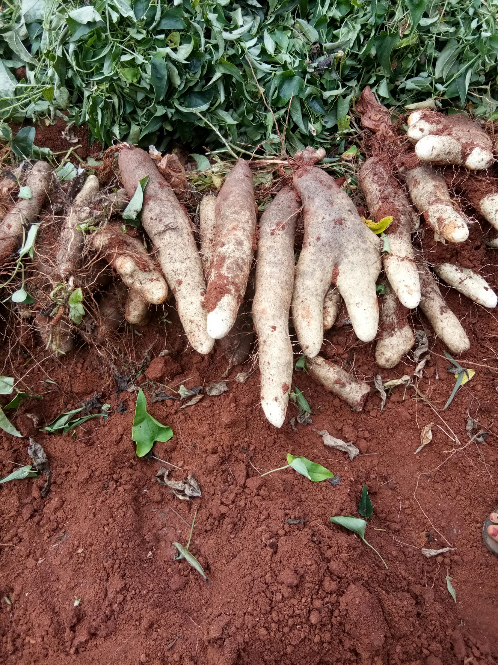 灵芝山药