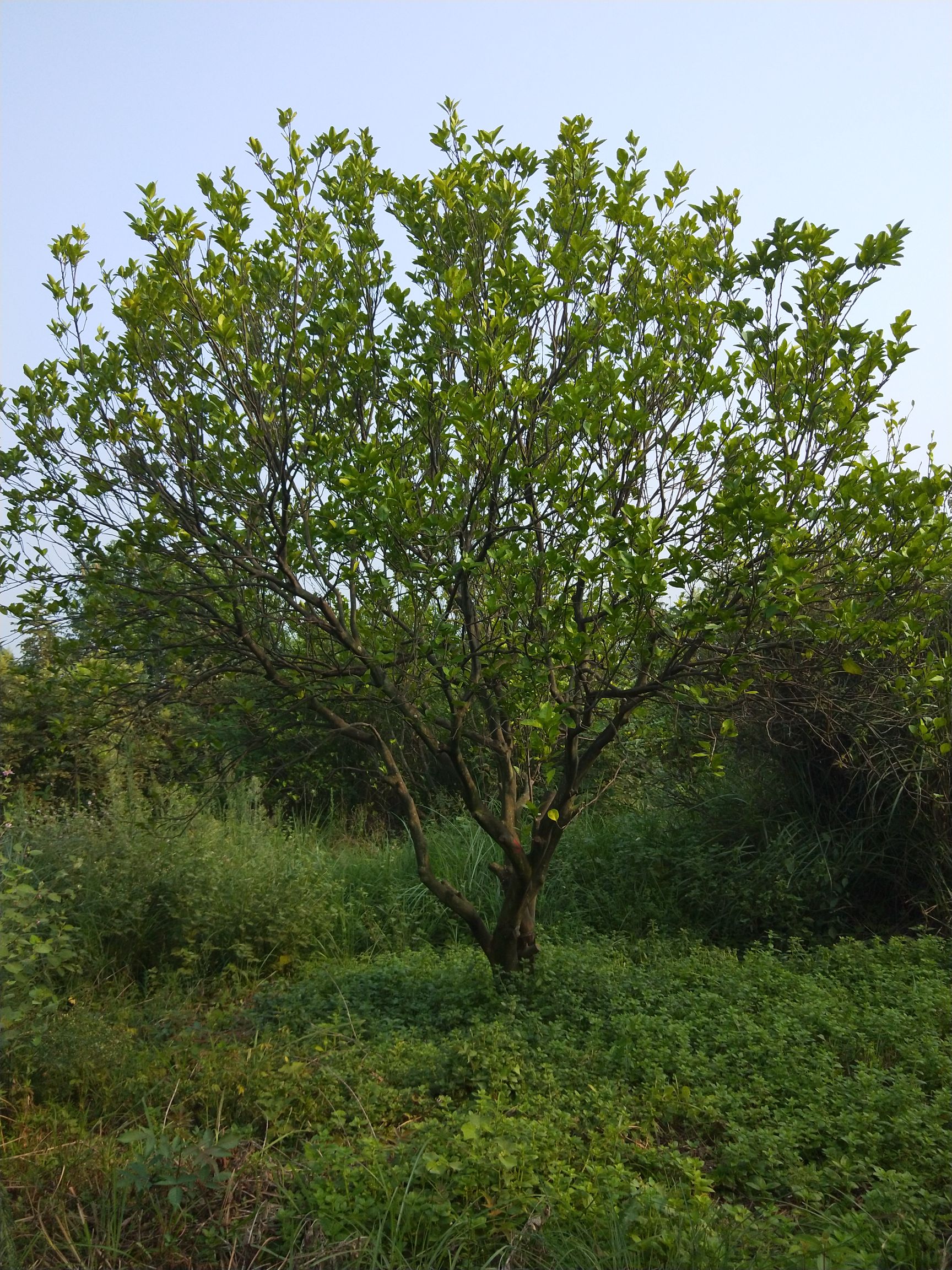 沙田柚苗 长期供应丛生柚子树