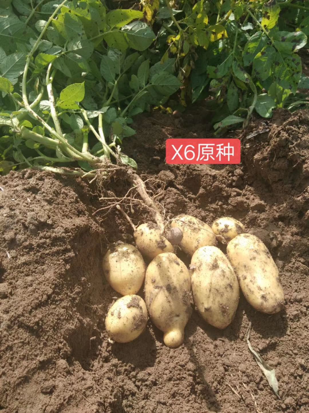 [冀张薯8号土豆种子批发]冀张薯8号土豆种子 精品原种