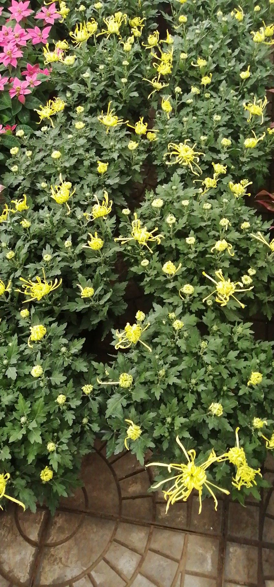 金丝黄菊苗 菊花,金丝菊