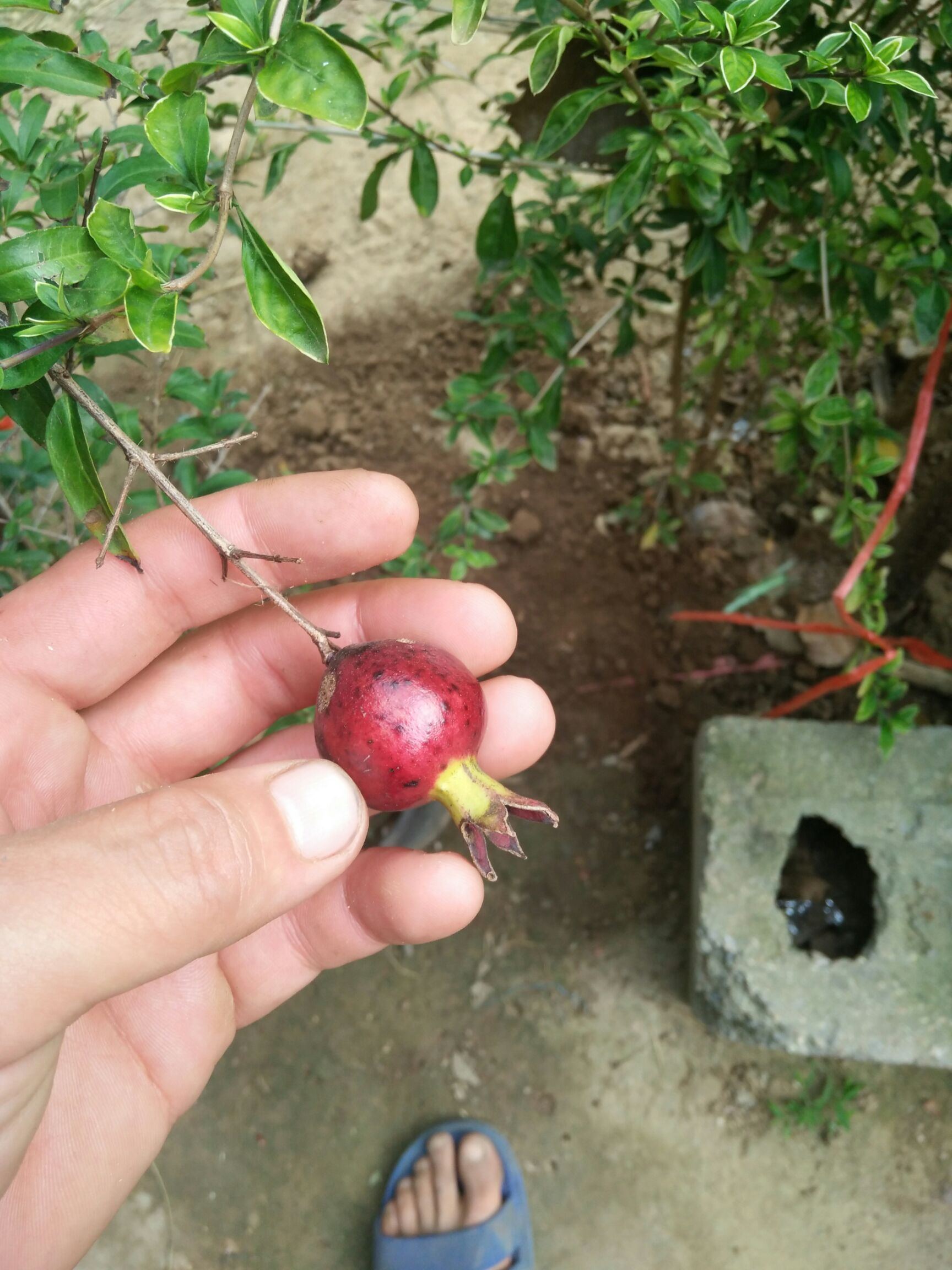 墨石榴苗 墨玉石榴 苗紫玉石榴苗 当年结果 嫁接苗 产地直销