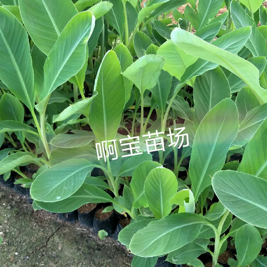 新品牛角芭蕉树苗 大芭蕉 红香蕉苗 香蕉苗 香蕉树苗地栽盆