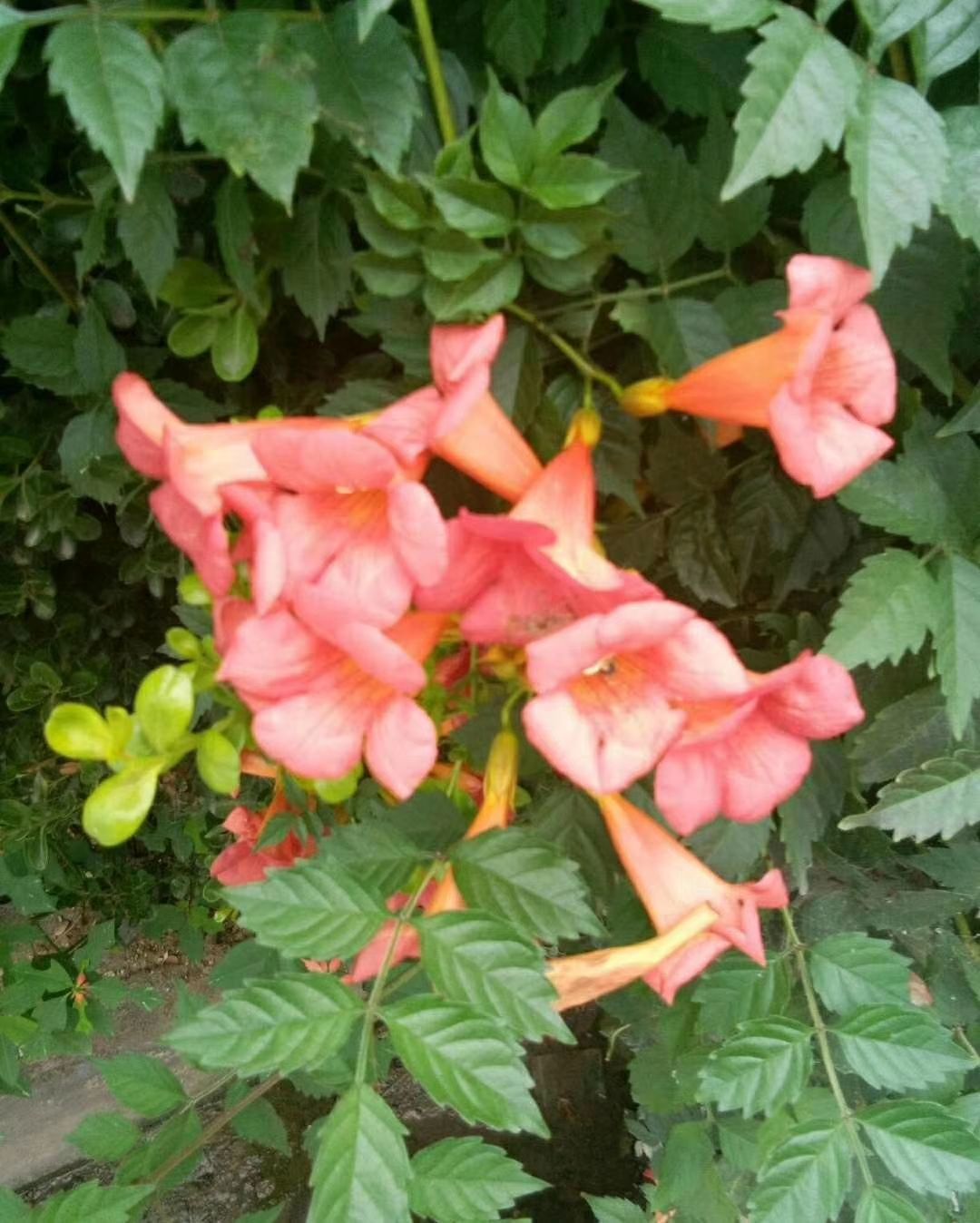 凌霄苗 凌霄花 美国凌霄花苗 基地直销 一到四年