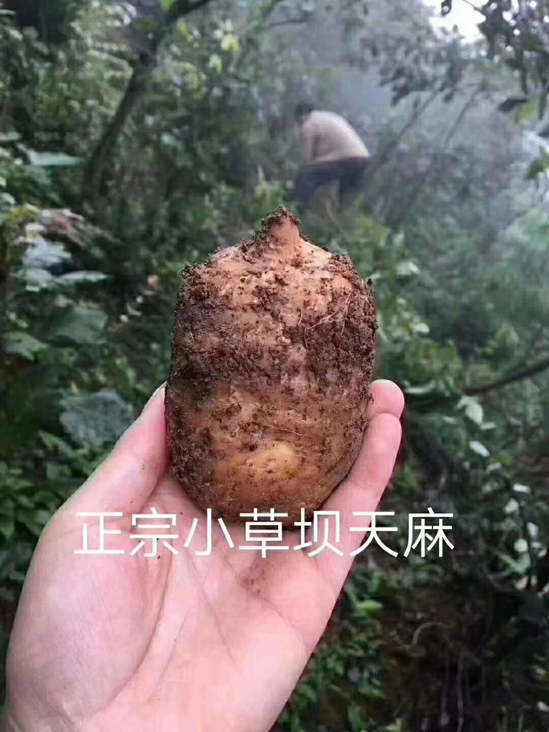 云南昭通彝良县 小草坝天麻