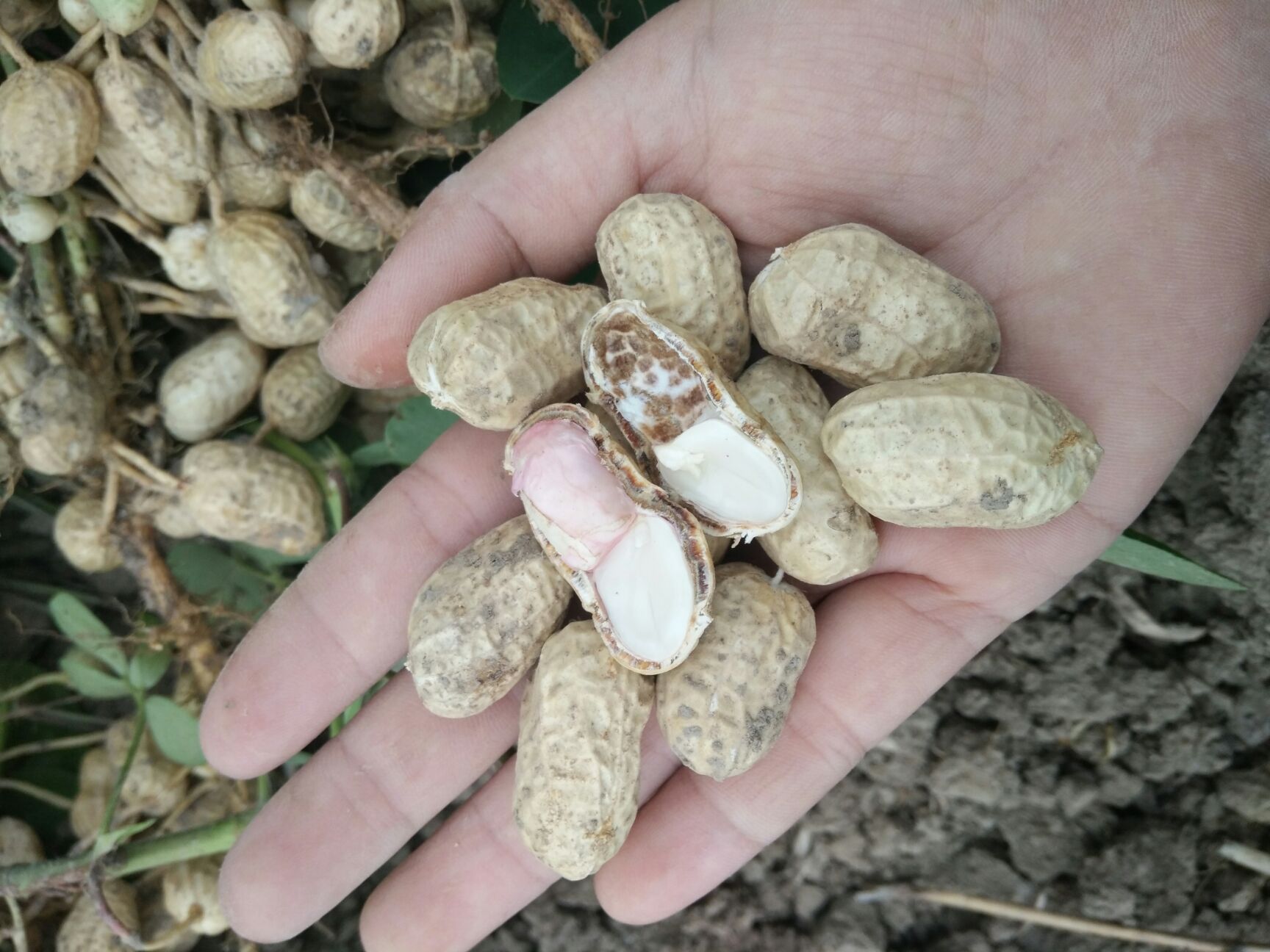 自己家种的春花生皮薄肉多,子粒饱满……诚信出售