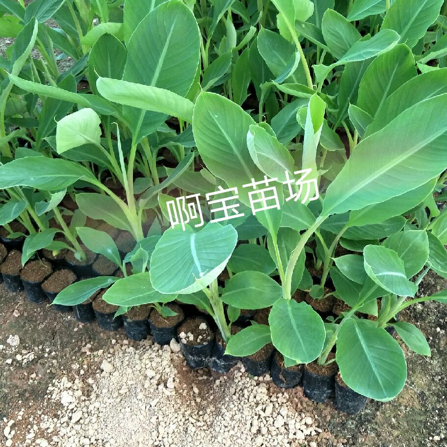 新品牛角芭蕉树苗 大芭蕉 红香蕉苗 香蕉苗 香蕉树苗地栽盆