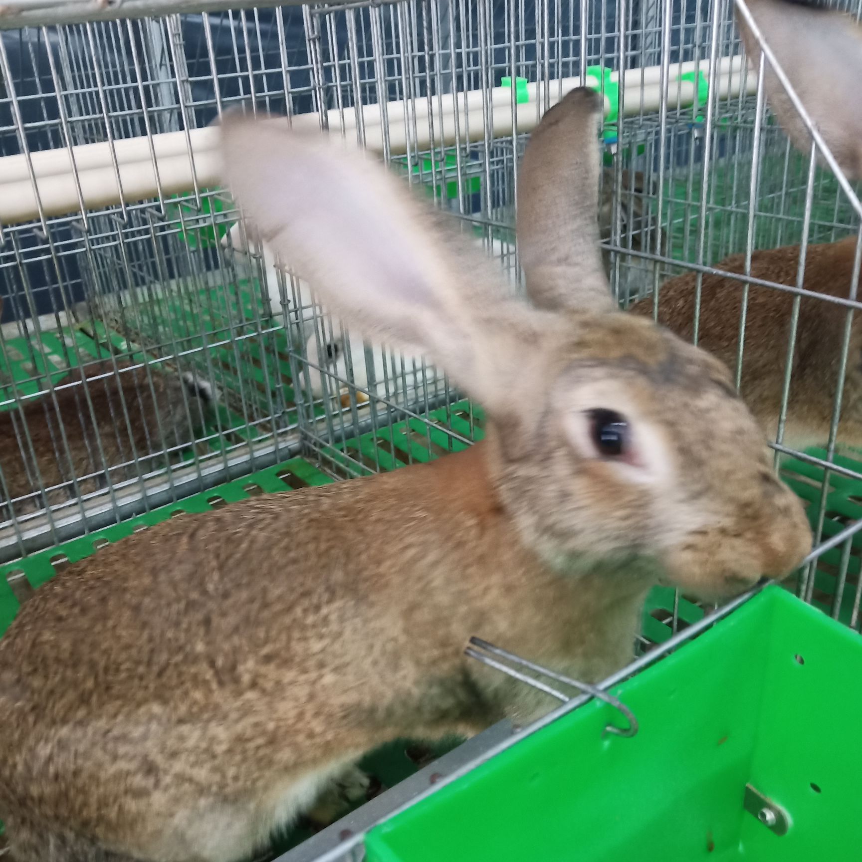 比利时兔 比利时肉兔种兔