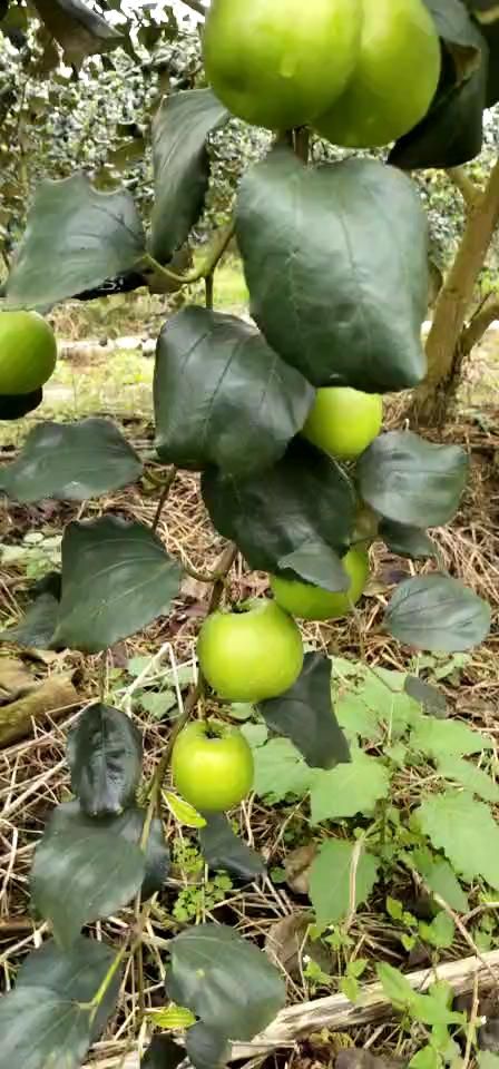 南宁大量批发台湾大青枣苗苹果枣苗蜜丝枣苗雪蜜枣苗4