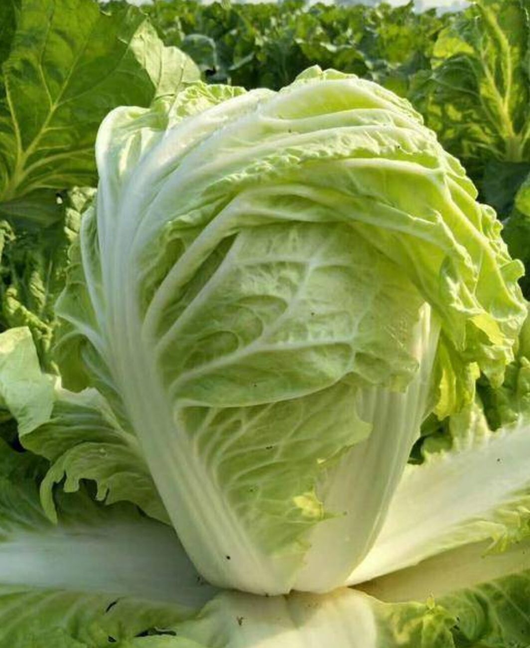 夏阳白菜