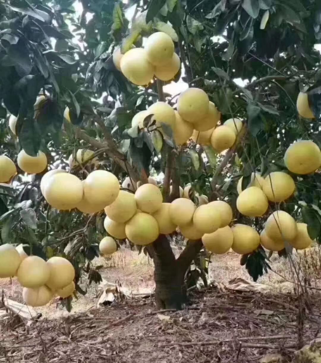 广西壮族自治区水果批发采购_广西壮族自治区水果供应