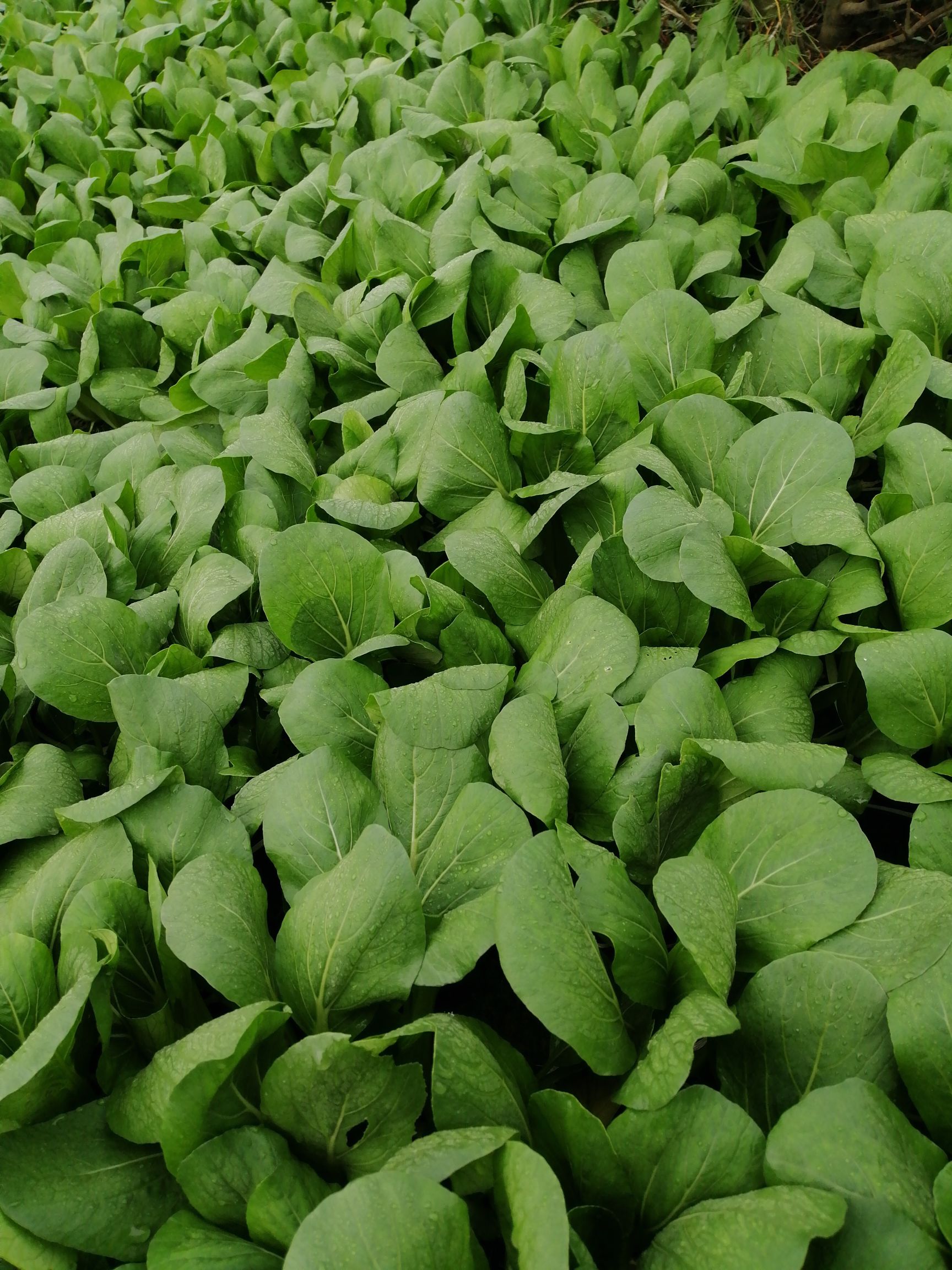 [上海青批发]油菜苗 2~3两价格1.5元/斤 - 惠农网