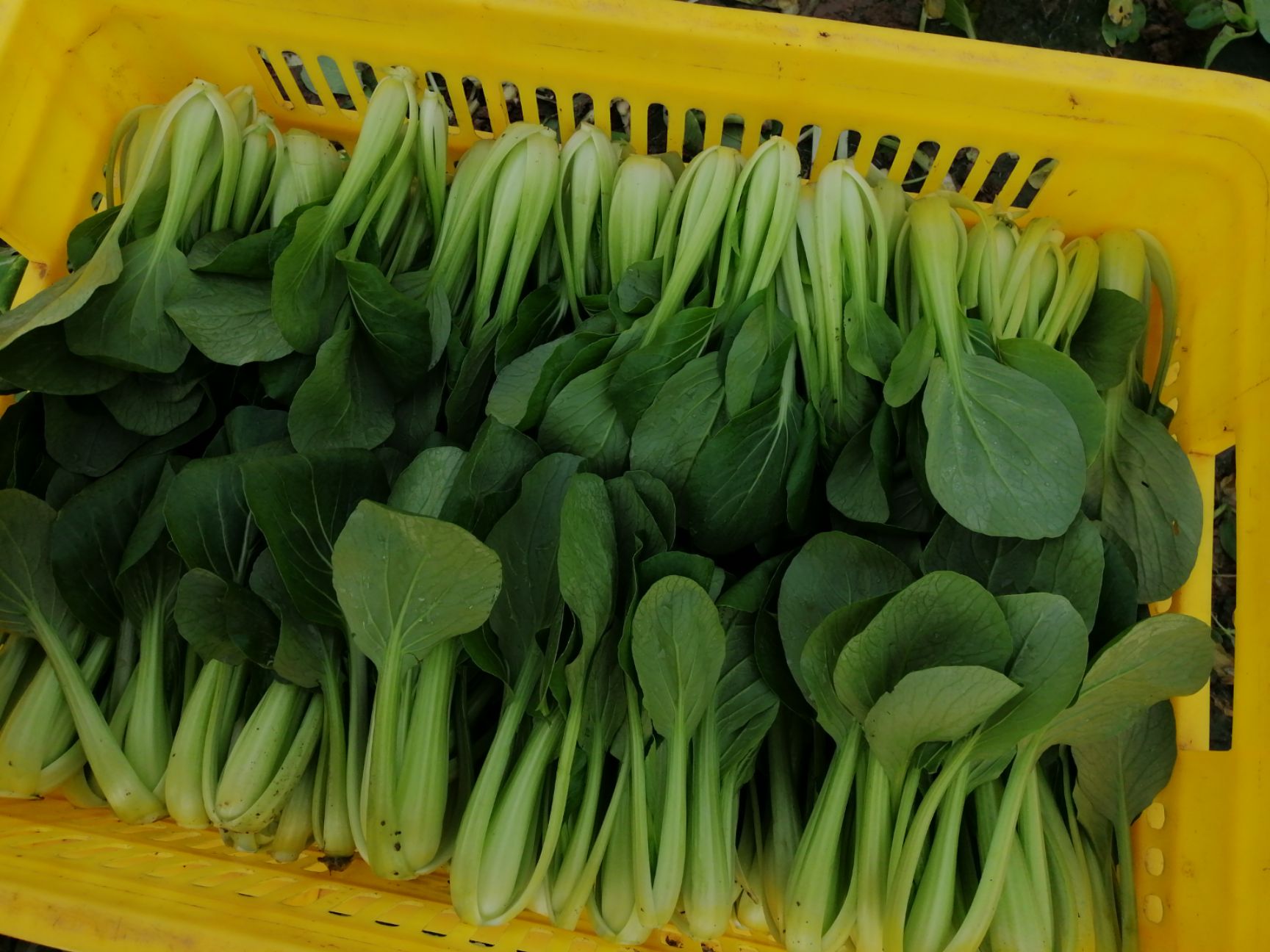 油菜苗 2~3两