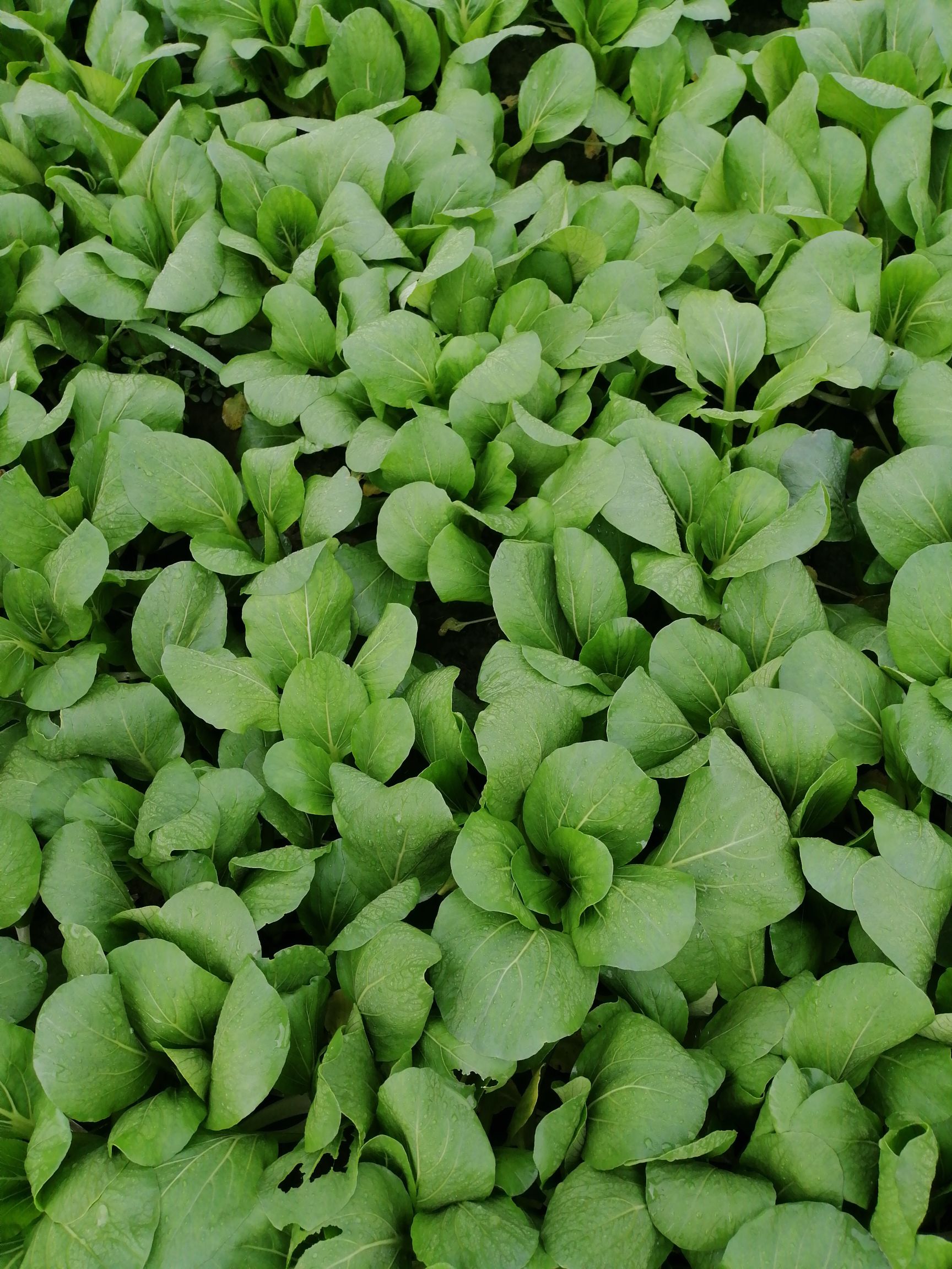 油菜苗 2~3两