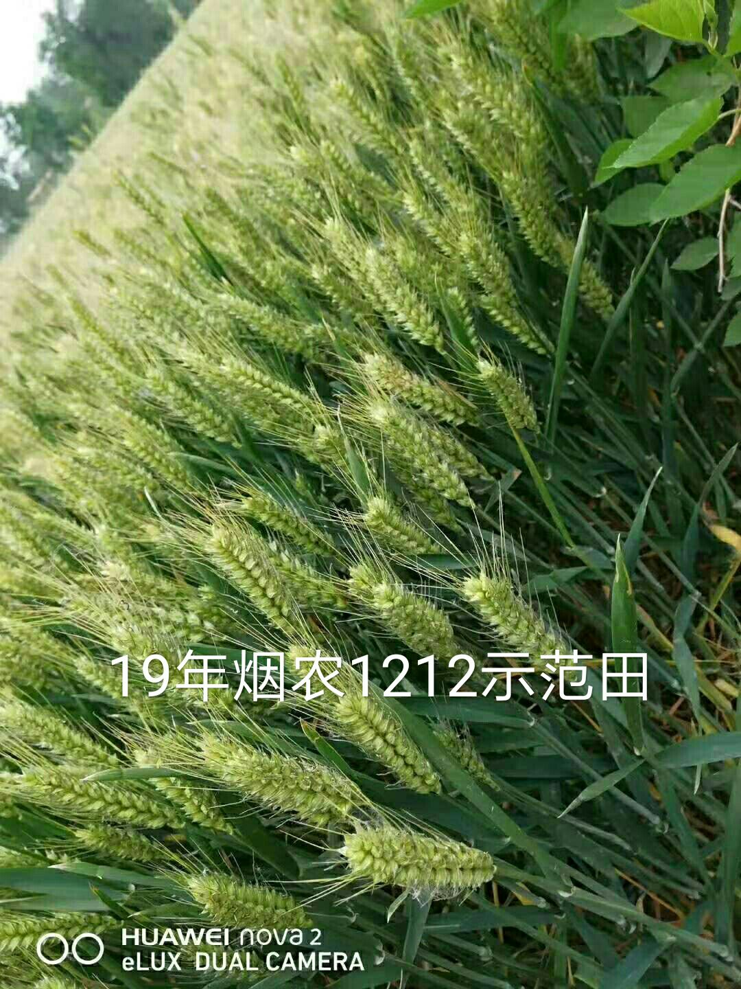 [小麦种子批发]小麦种子 烟农1212矮杆高产抗病抗倒!