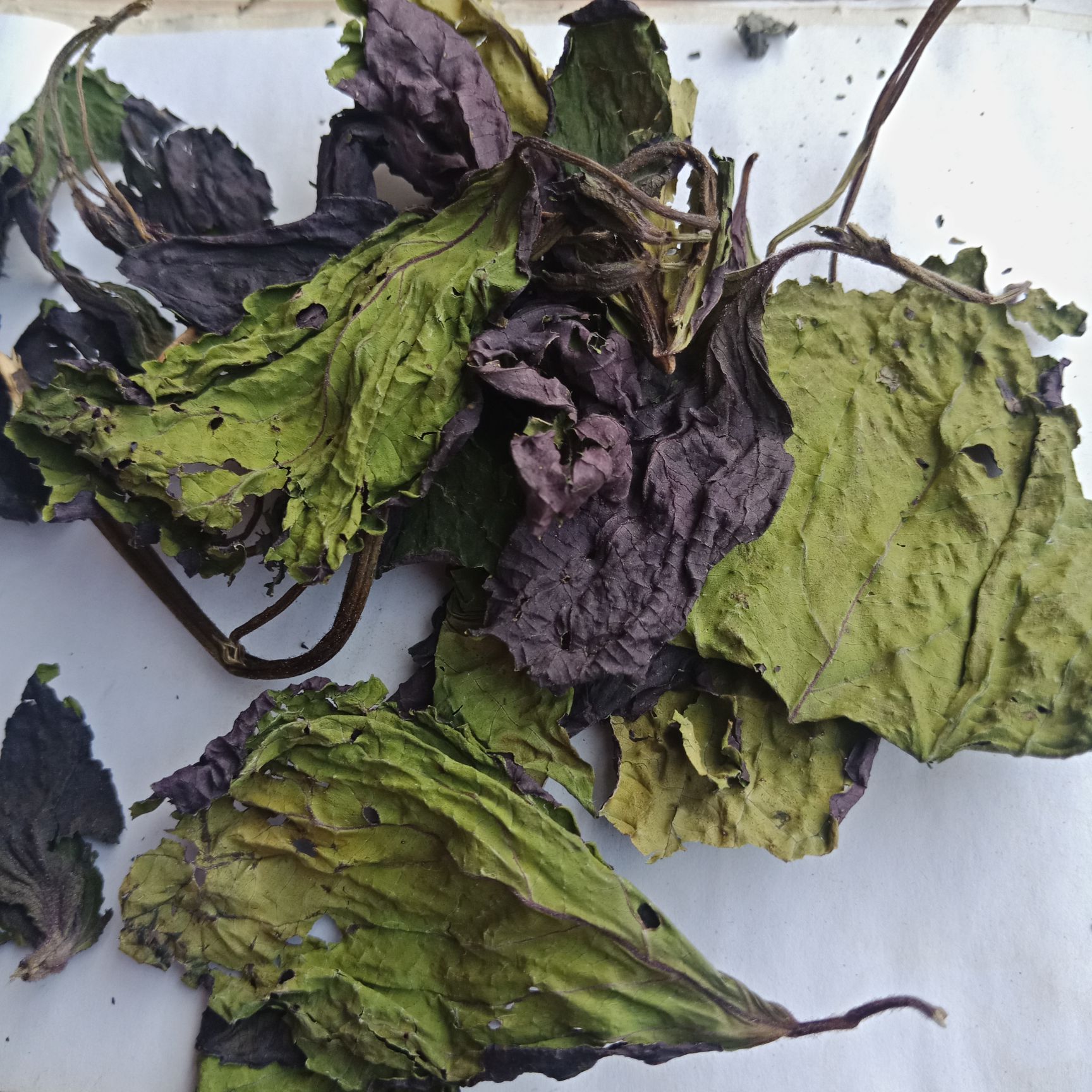 紫苏叶 原色无硫紫苏叶地道中药材紫苏叶