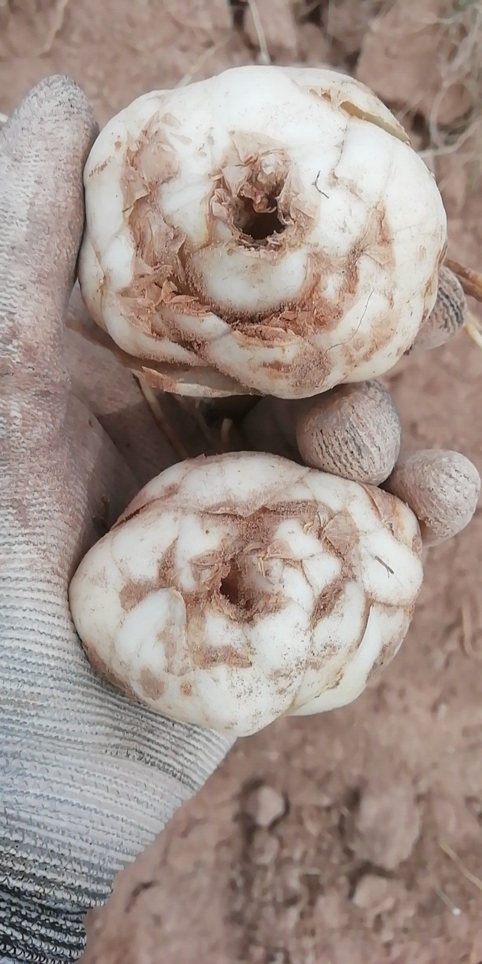 [兰州百合批发] 兰州鲜百合,可以生吃的甜百合价