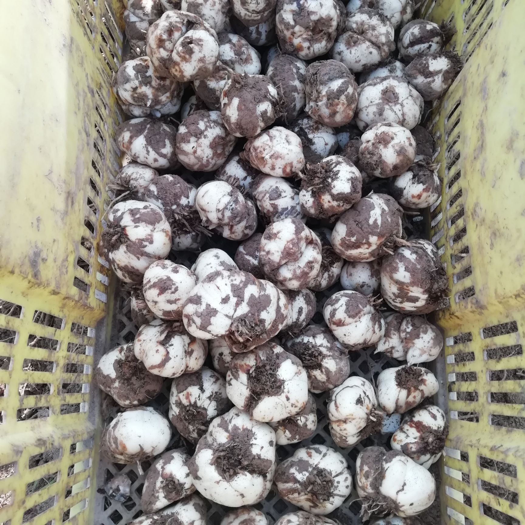 [兰州百合批发] 兰州鲜百合,可以生吃的甜百合价